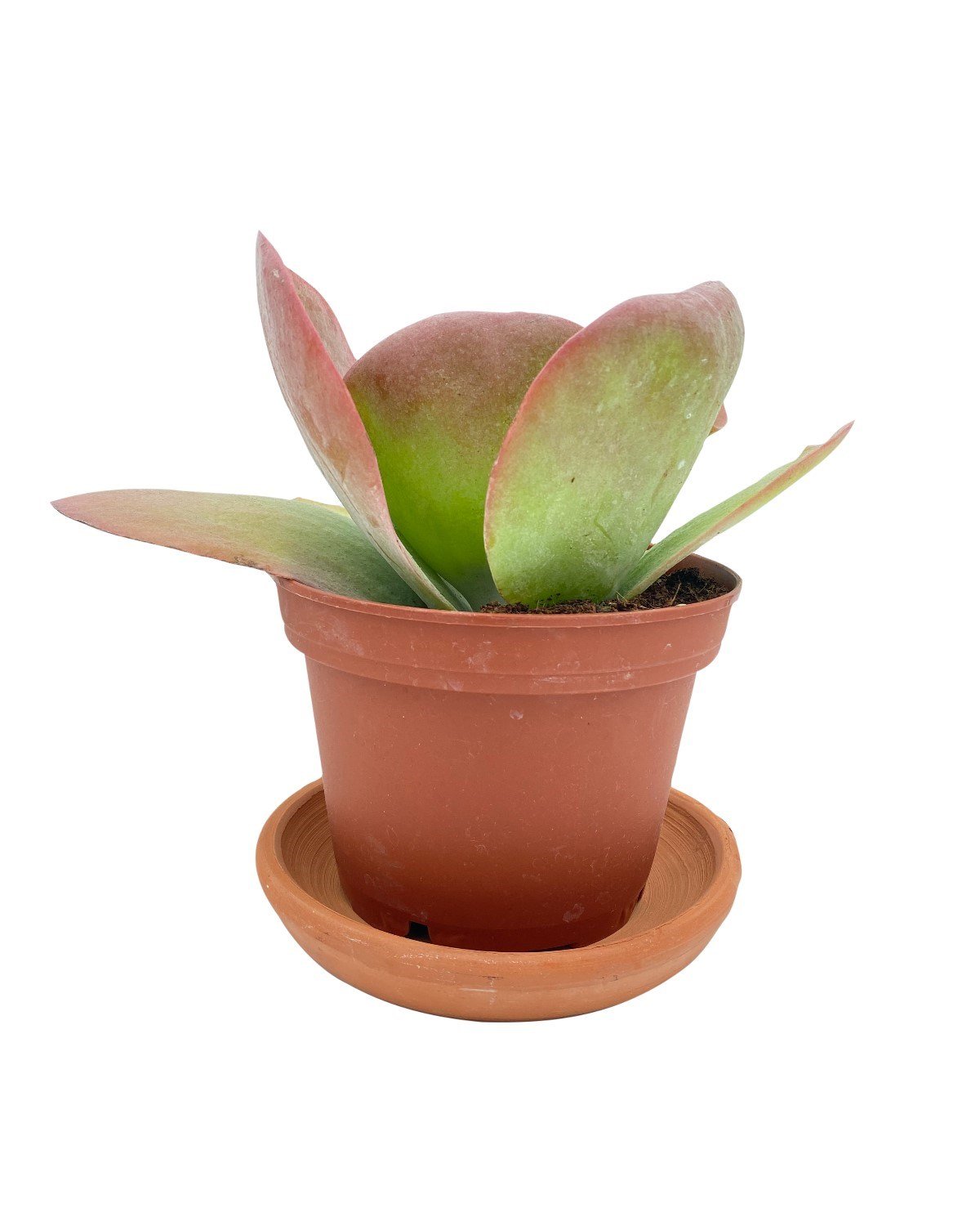 Kalanchoe Thyrsiflora Çap 17.5