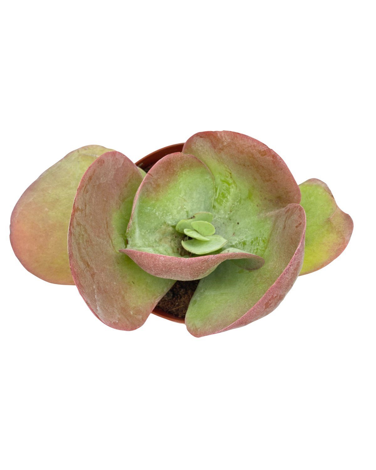 Kalanchoe Thyrsiflora Çap 17.5