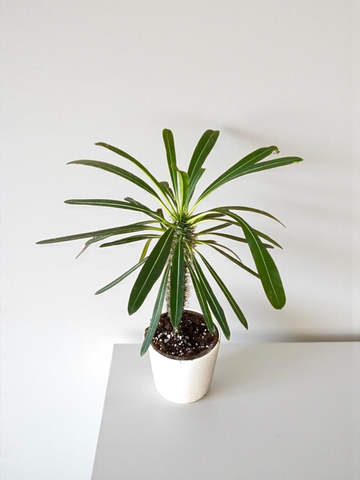 Kalın Gövdeli Tropik Madagaskar Palmiyesi 35-40 cm-Pachypodlum Lamerei