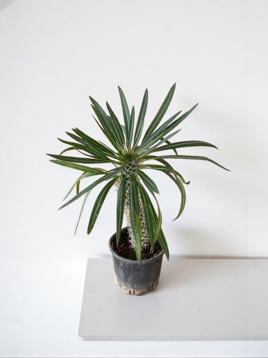 Kalın Gövdeli Tropik Madagaskar Palmiyesi 45-50 cm-Pachypodlum Lamerei