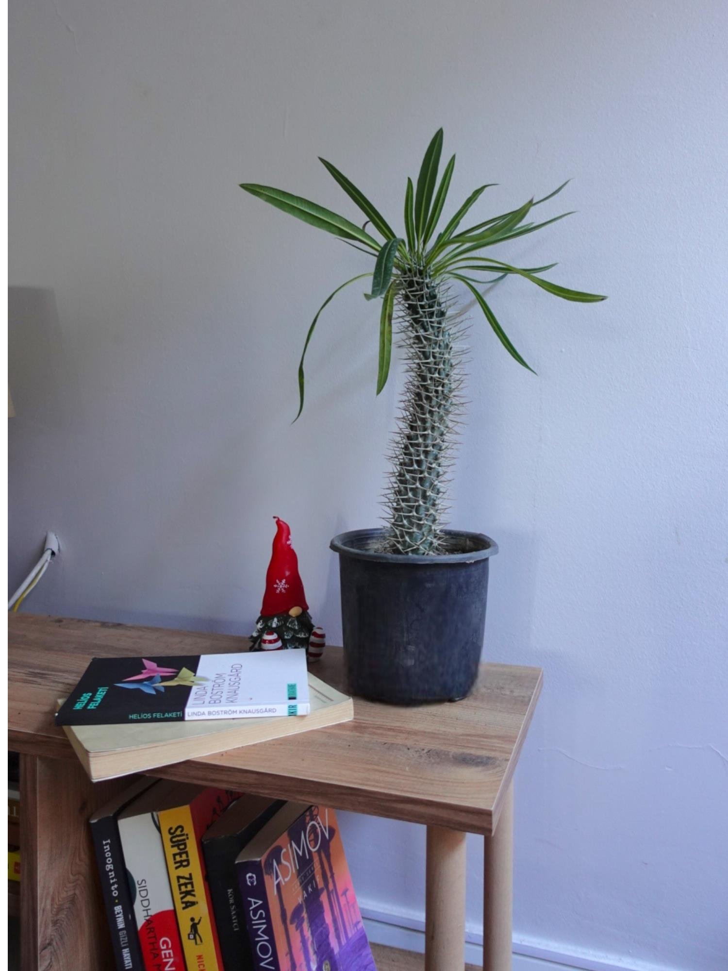 Kalın Gövdeli Tropik Madagaskar Palmiyesi 45-50 cm-Pachypodlum Lamerei