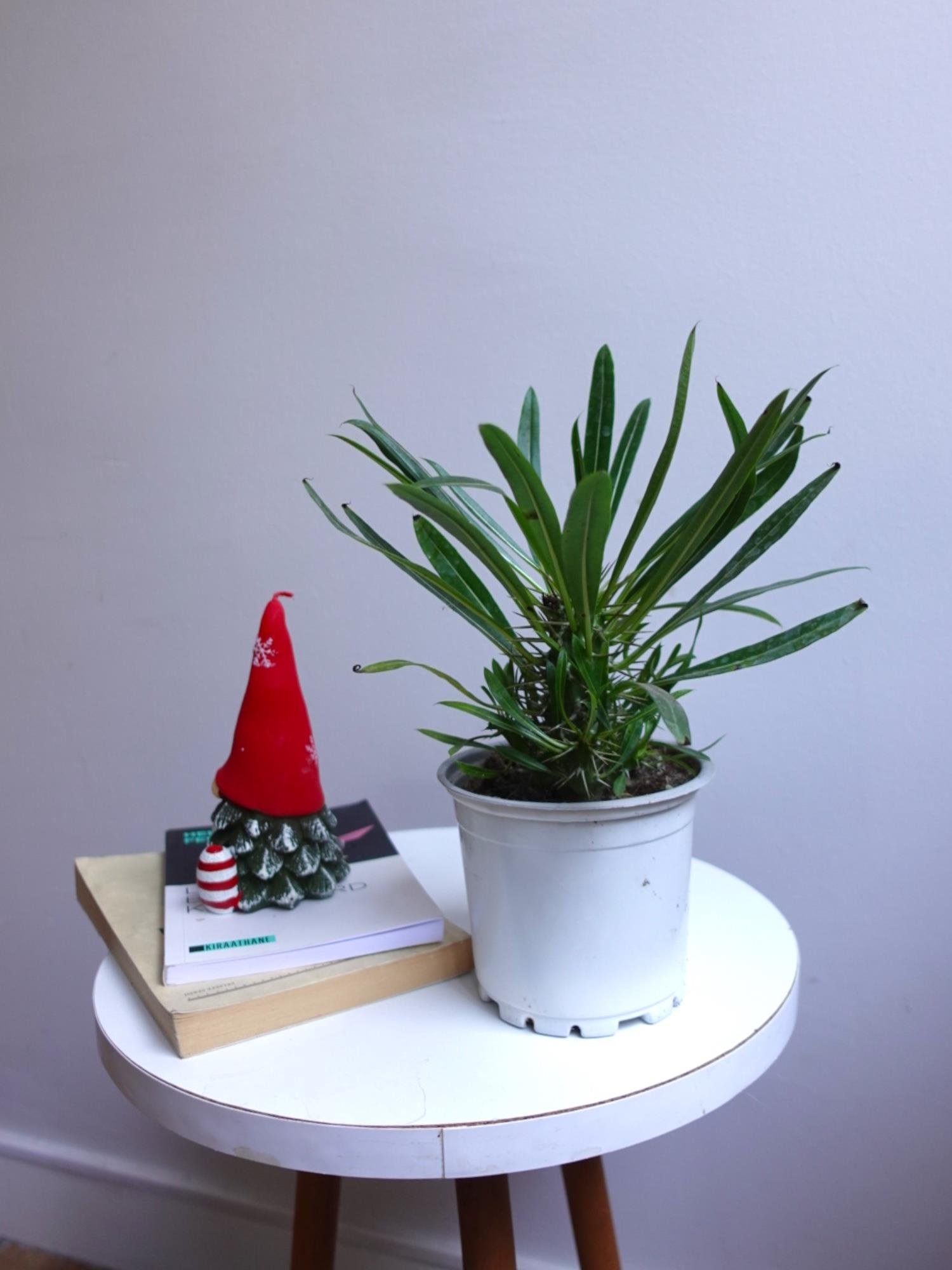 Kalın Gövdeli Tropik Madagaskar Palmiyesi 35-40 cm-Pachypodlum Lamerei