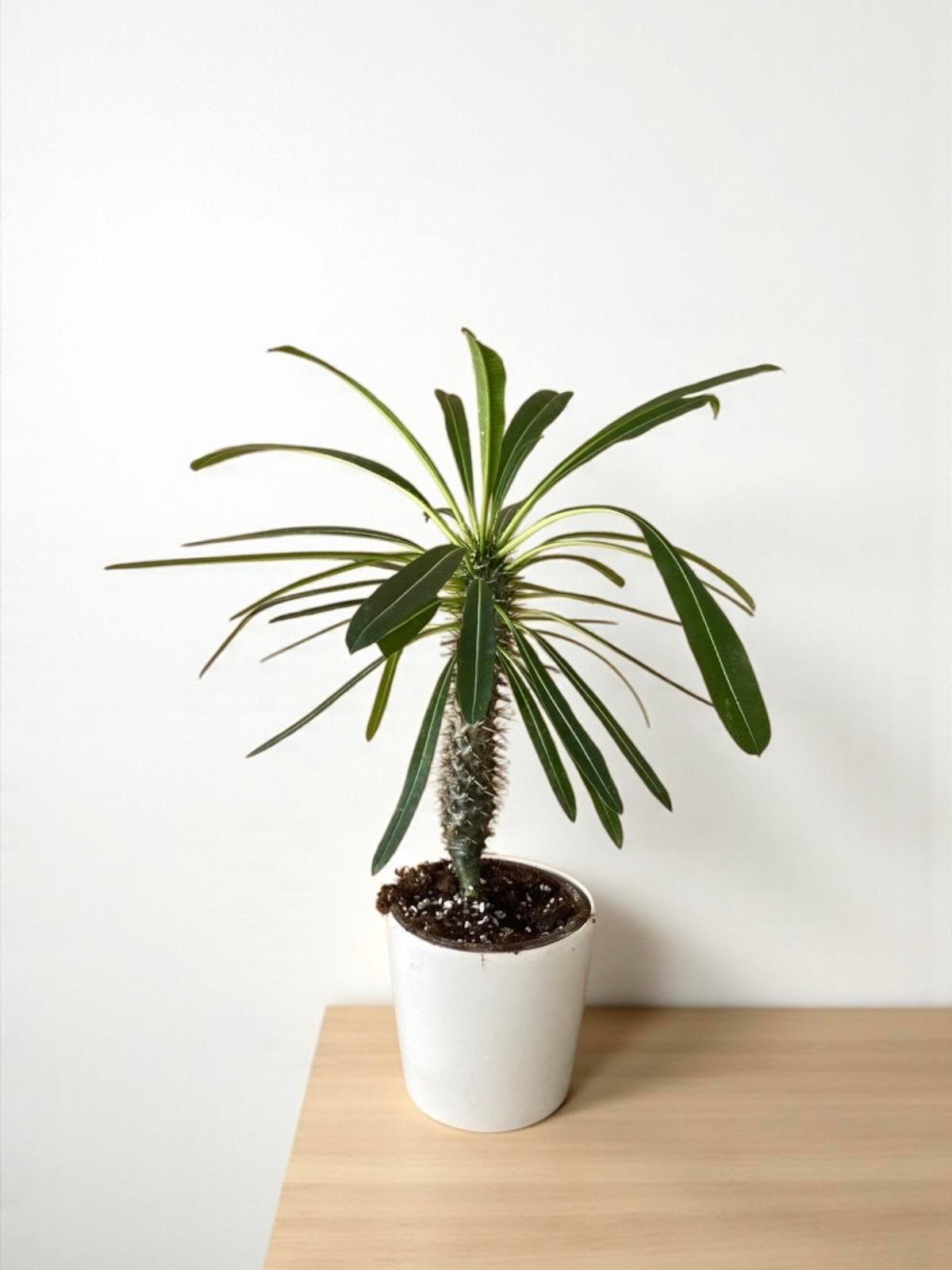 Kalın Gövdeli Tropik Madagaskar Palmiyesi 35-40 cm-Pachypodlum Lamerei