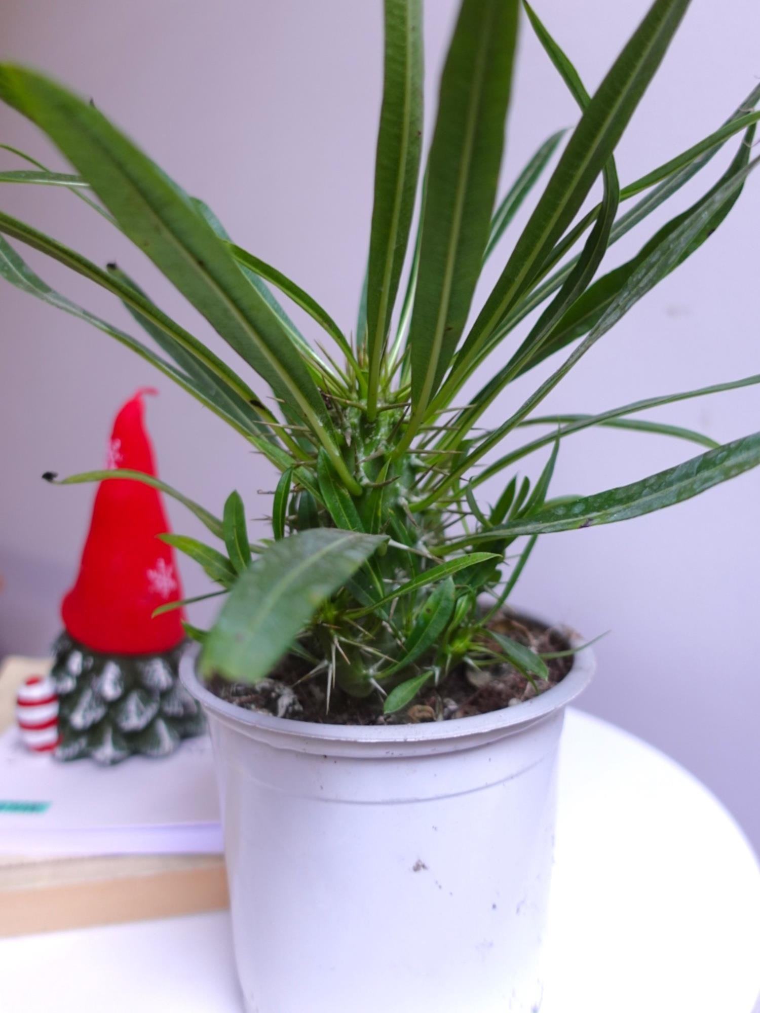 Kalın Gövdeli Tropik Madagaskar Palmiyesi 35-40 cm-Pachypodlum Lamerei