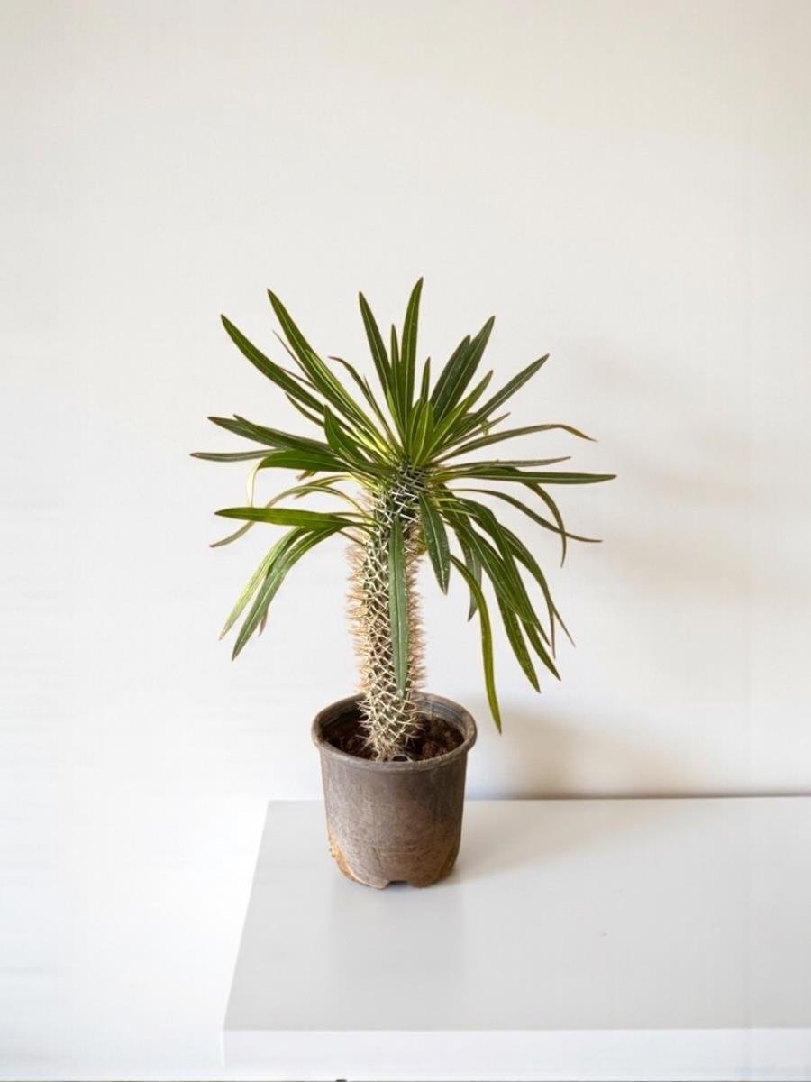 Kalın Gövdeli Tropik Madagaskar Palmiyesi 45-50 cm-Pachypodlum Lamerei