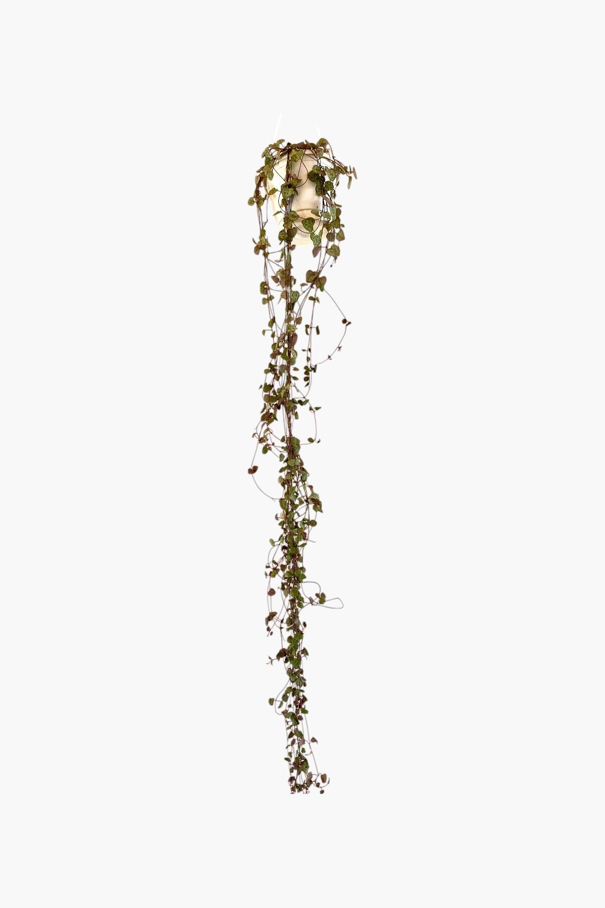 Kalp Kalbe Karşı-Ceropegia Woodii