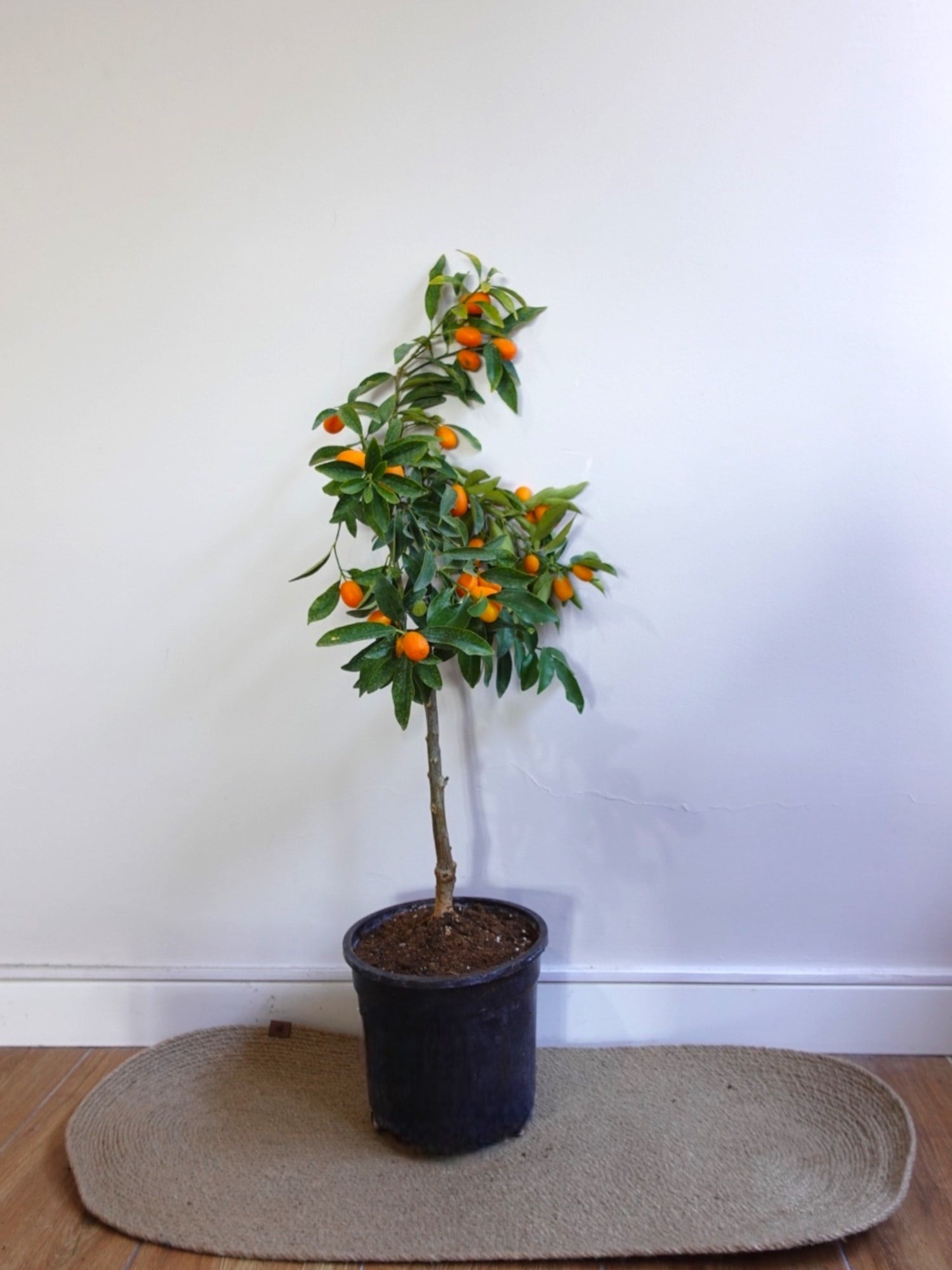 Kamkat Bitkisi (Kumquat) – Saksıda Canlı Meyveli Kumkuat Ağacı