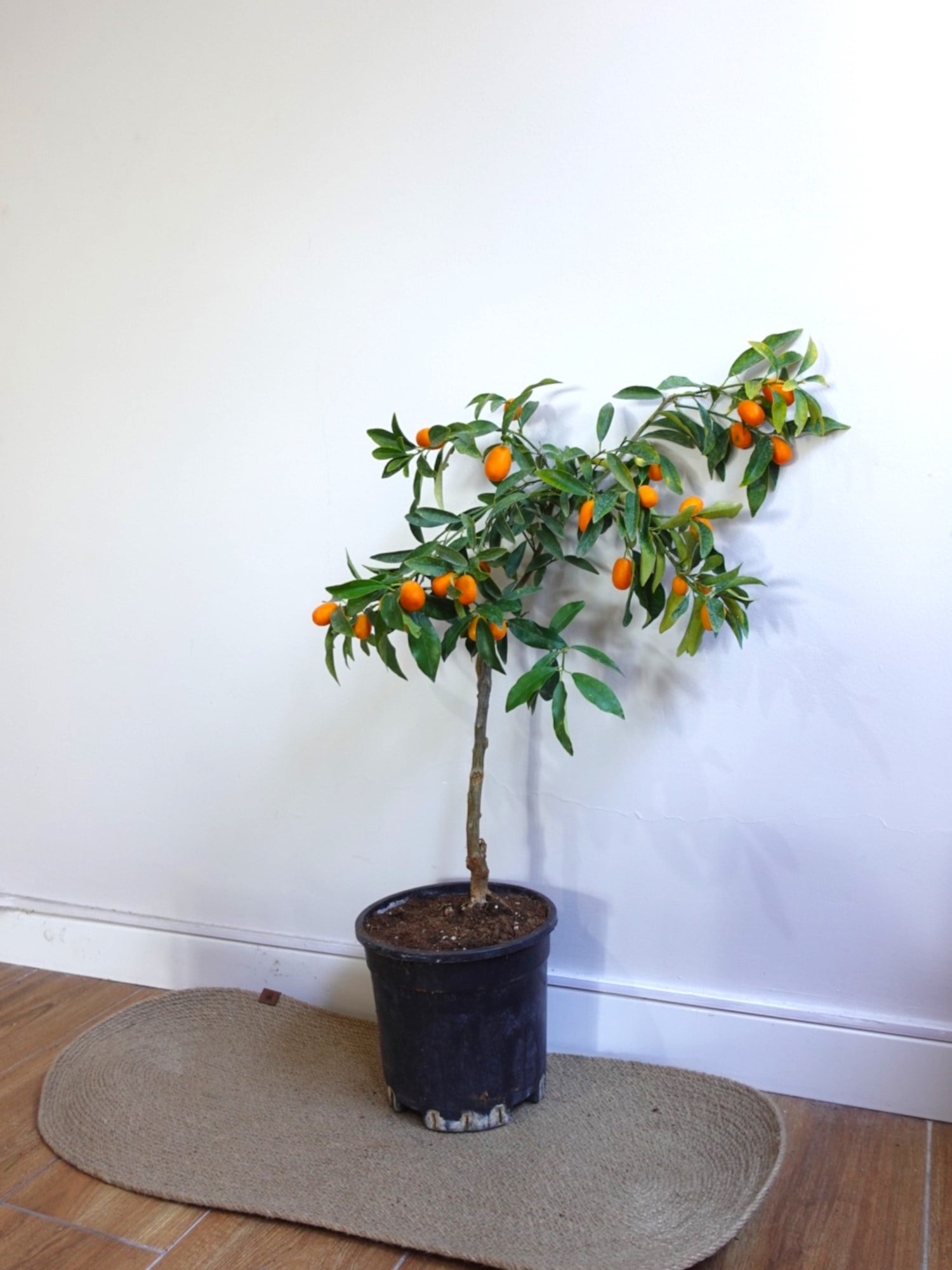 Kamkat Bitkisi (Kumquat) – Saksıda Canlı Meyveli Kumkuat Ağacı