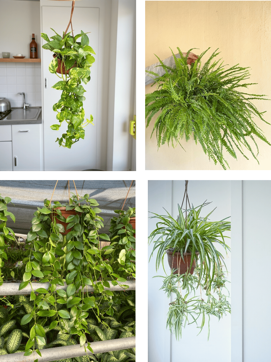 KAMPANYALI ASKILI SARKAN BİTKİ SETİ ( POTHOS SARMAŞIĞI - FUJER AŞK MERDİVENİ - KURDELE ÇİÇEĞİ - RUJ ÇİÇEĞİ )