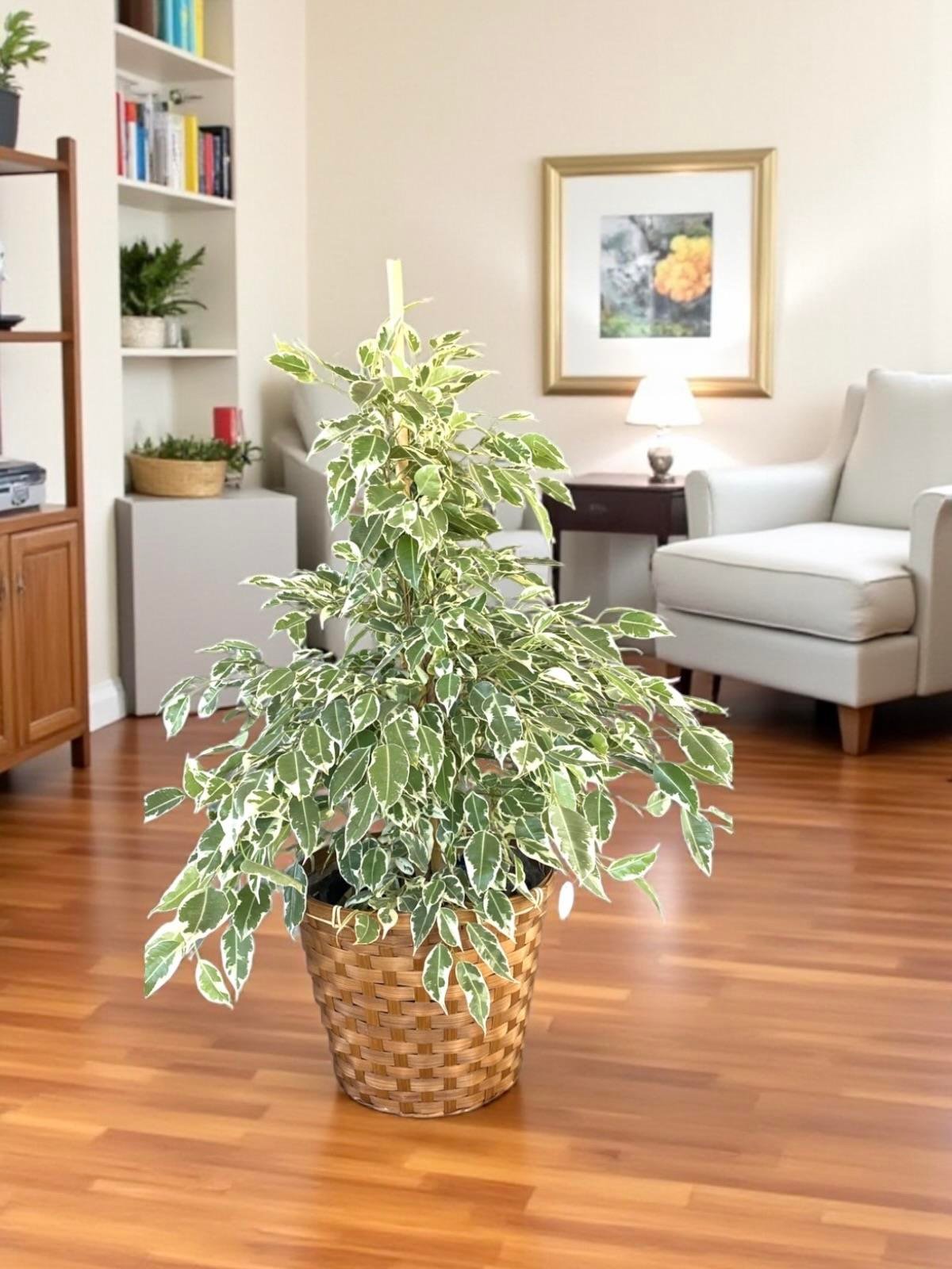 KAMPANYALI BİTKİ SETİ ( AREKA 130 CM - BENJAMIN STARLIGHT ALACALI - FICUS LYRATA 2 GÖVDELİ )