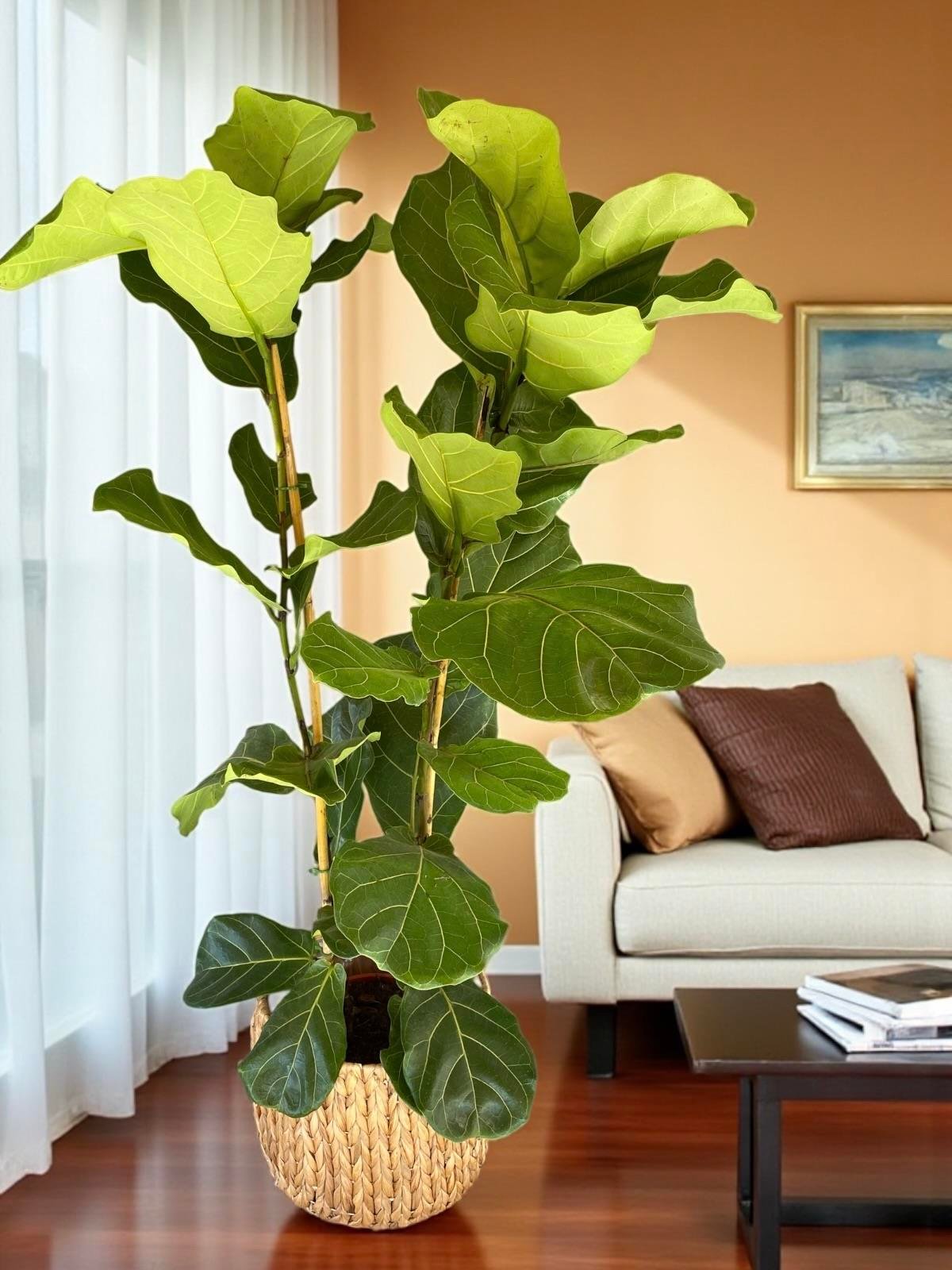 KAMPANYALI BİTKİ SETİ ( AREKA 130 CM - BENJAMIN STARLIGHT ALACALI - FICUS LYRATA 2 GÖVDELİ )