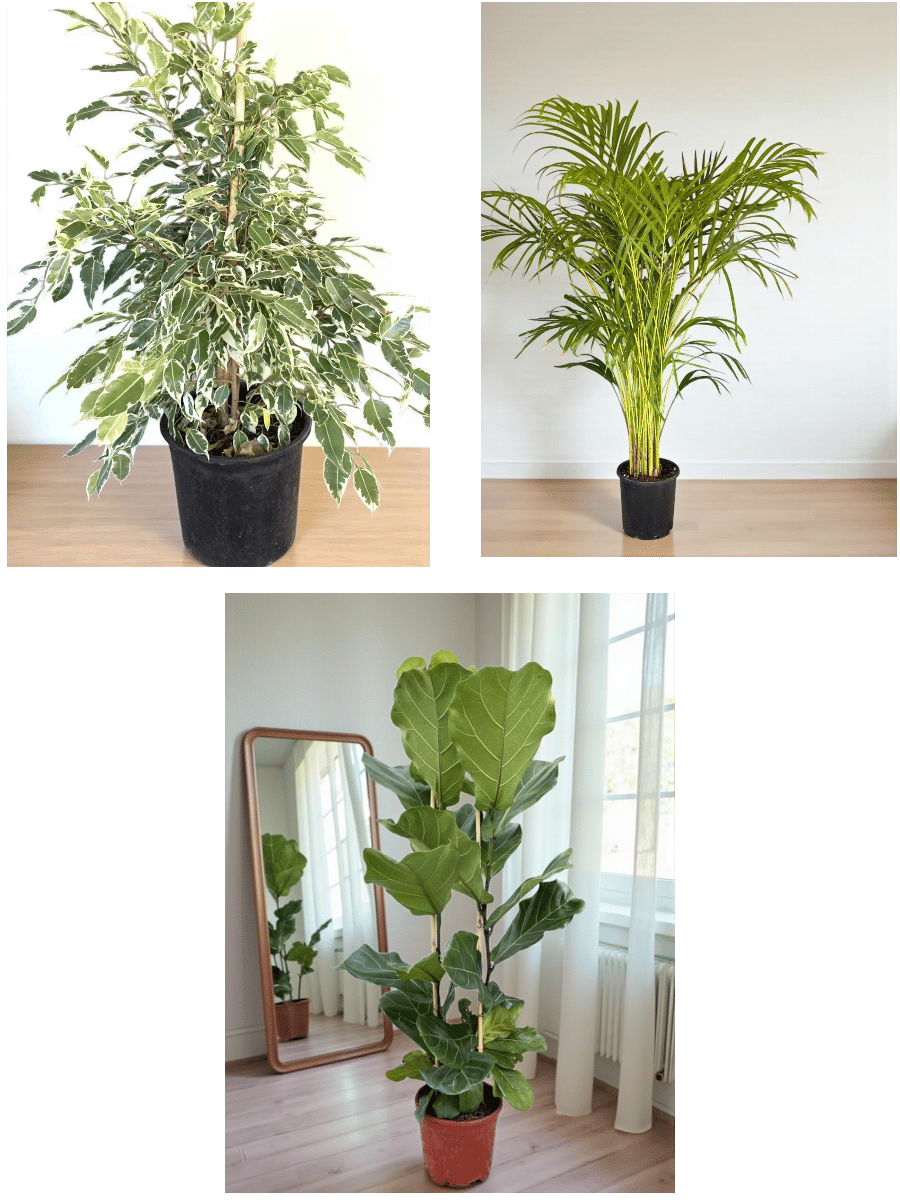 KAMPANYALI BİTKİ SETİ ( AREKA 130 CM - BENJAMIN STARLIGHT ALACALI - FICUS LYRATA 2 GÖVDELİ )