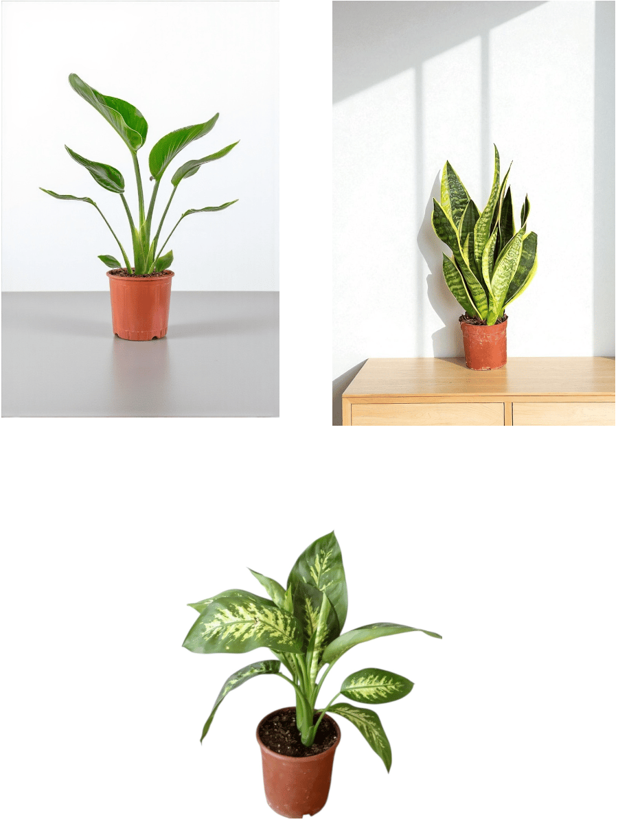 KAMPANYALI MASA ÜSTÜ BOY BİTKİ SETİ ( PAŞA KILICI SANSEVİERİA - STARLİÇE - DİFENBAHYA TROPİK )