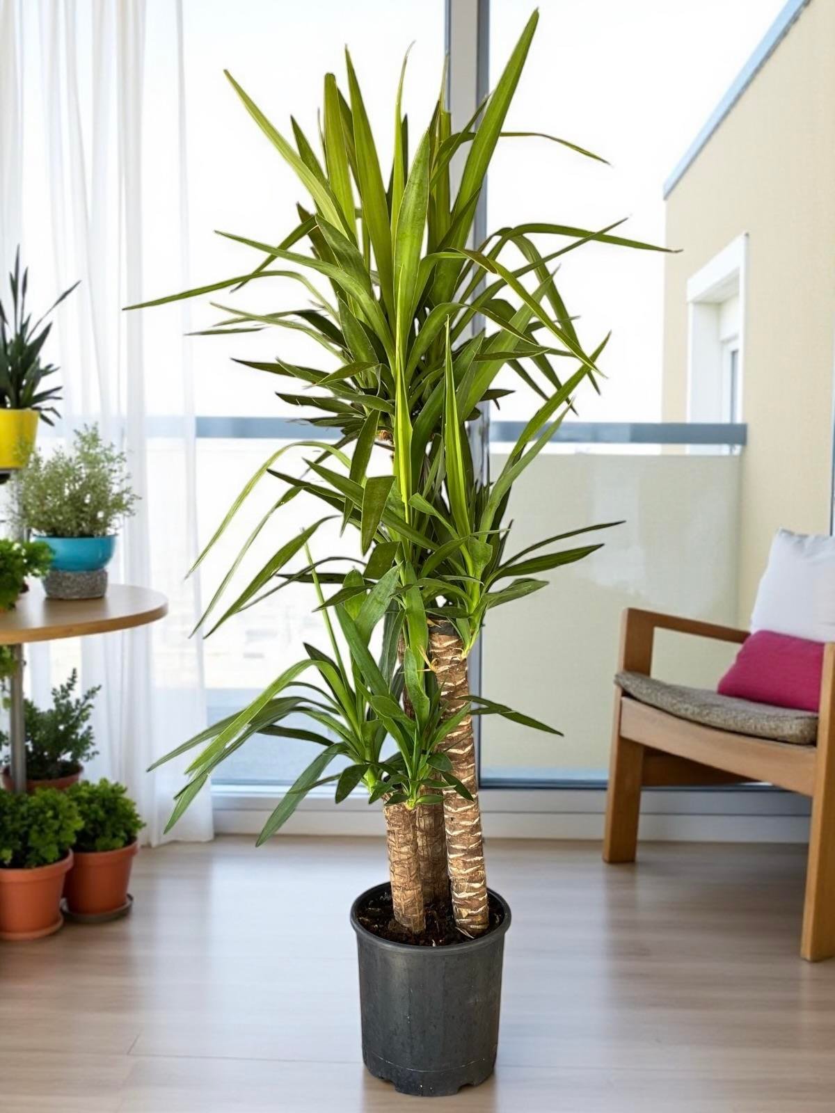 KAMPANYALI POPÜLER BİTKİ SETİ ( ALACALI BENJAMİN STARLİGHT - YUKA 3 GÖVDELİ 150 CM )