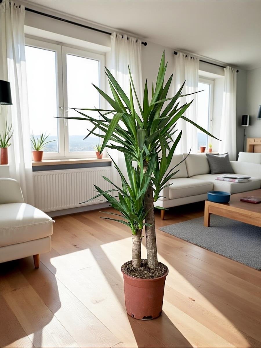 KAMPANYALI SET ( 2 GÖVDELİ ALACALI KAUÇUK -  YUKA 100 CM- MONSTERA)