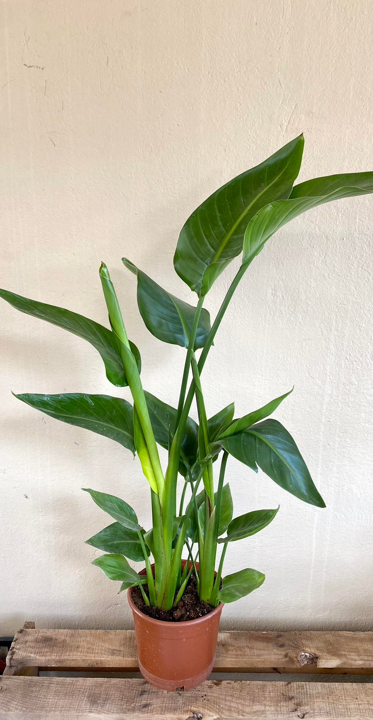 KAMPANYALI SET (KAUÇUK 100 CM- 3 GÖVDELİ STARLİÇE 100 CM)