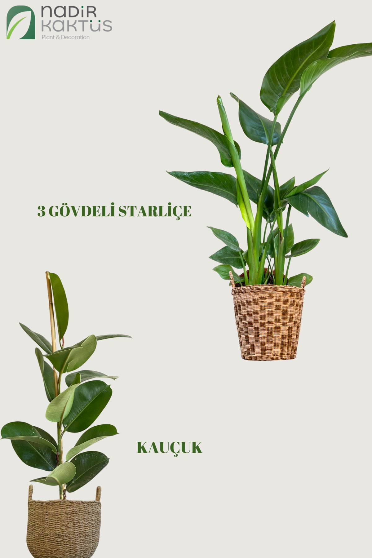 KAMPANYALI SET (KAUÇUK 100 CM- 3 GÖVDELİ STARLİÇE 100 CM)