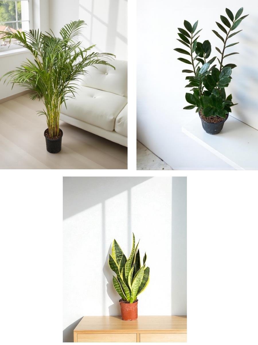 Kampanyalı Set (Zamia -Areka Palmiyesi-Paşa Kılıcı) Kediler için Zararsız Bitki Seti