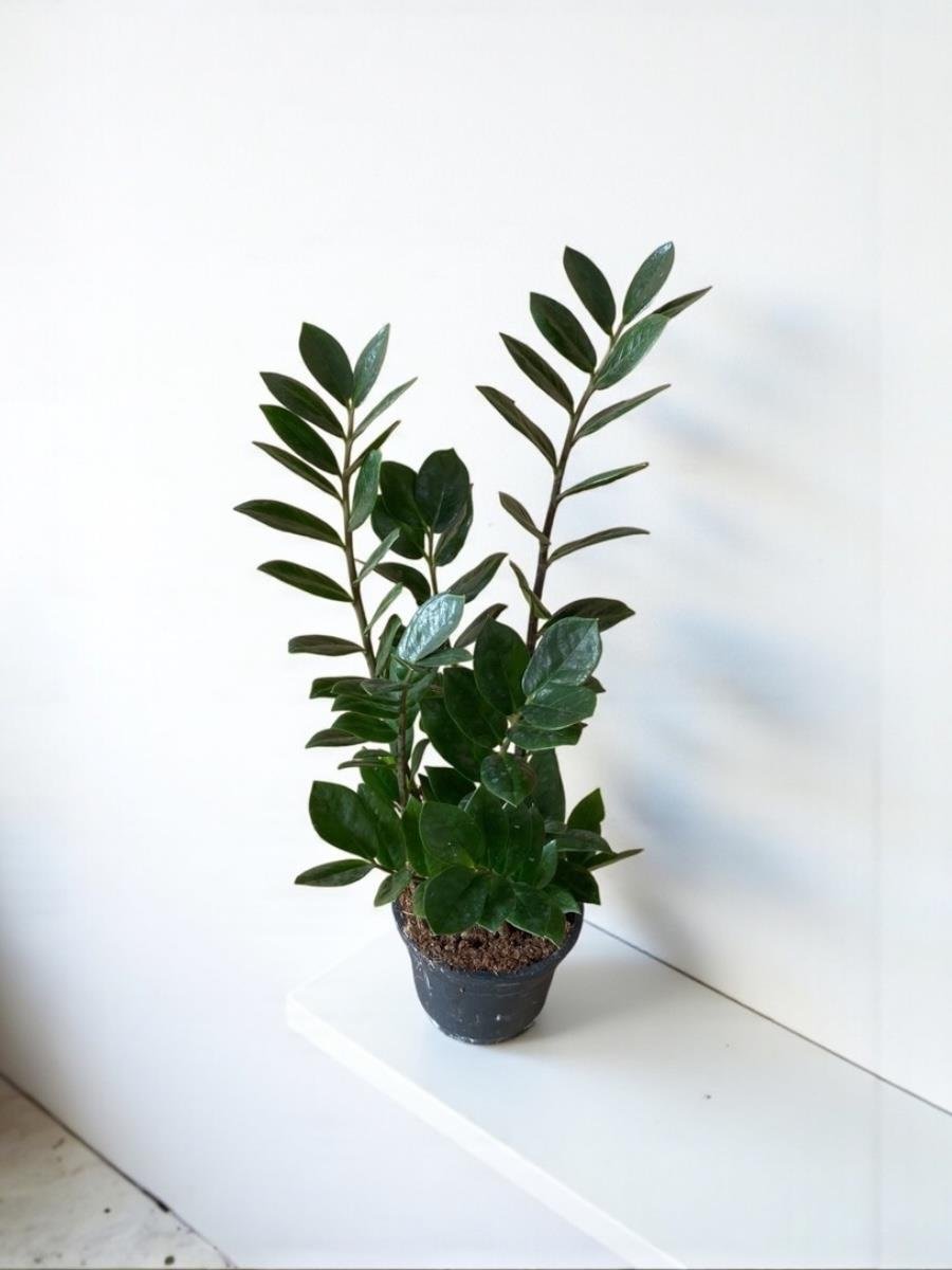 Kampanyalı Set (Zamia -Areka Palmiyesi-Paşa Kılıcı) Kediler için Zararsız Bitki Seti