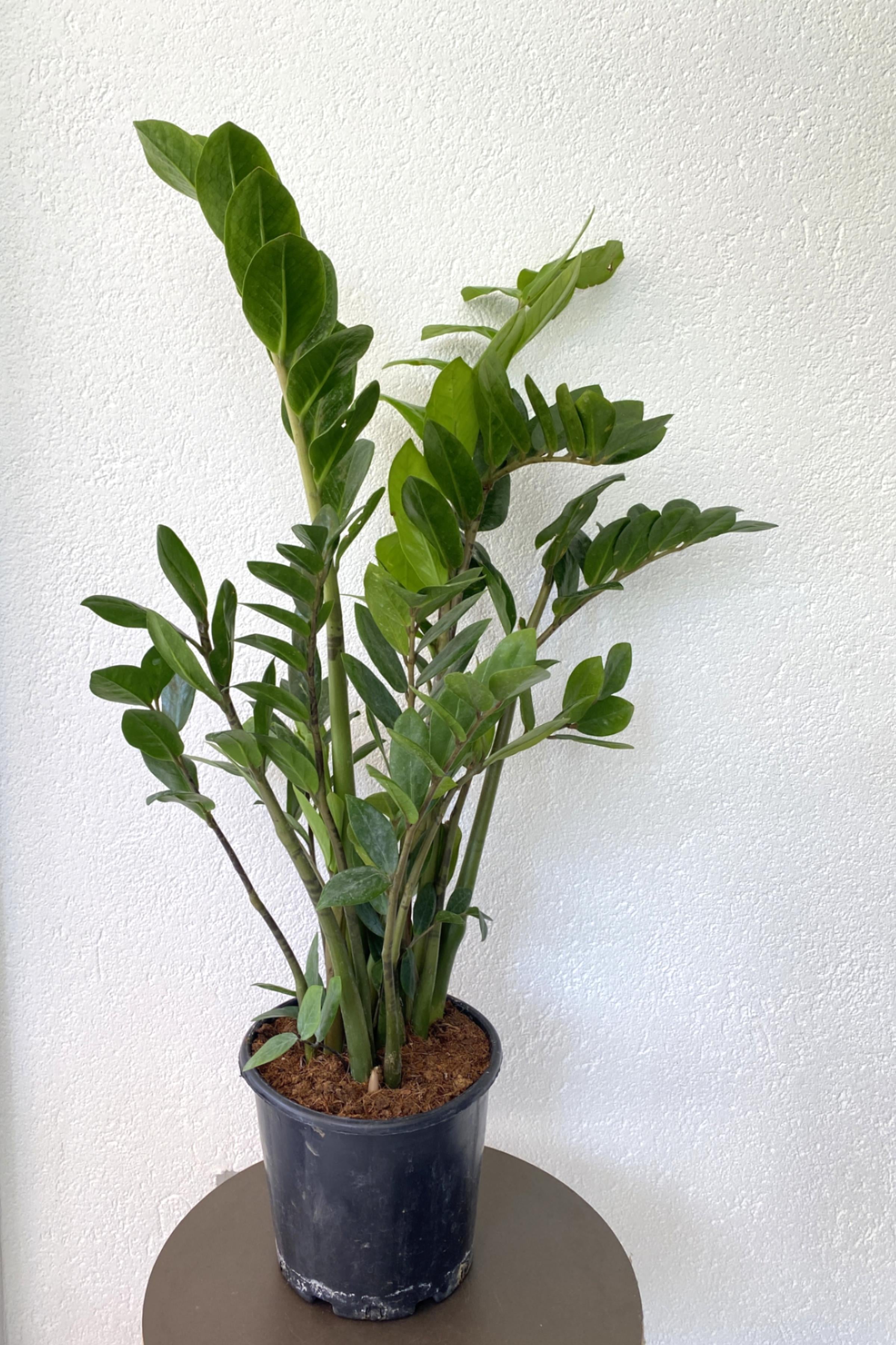 Kampanyalı Set (ZZ Bitkisi Zamia XL-Trigona Süt Ağacı)