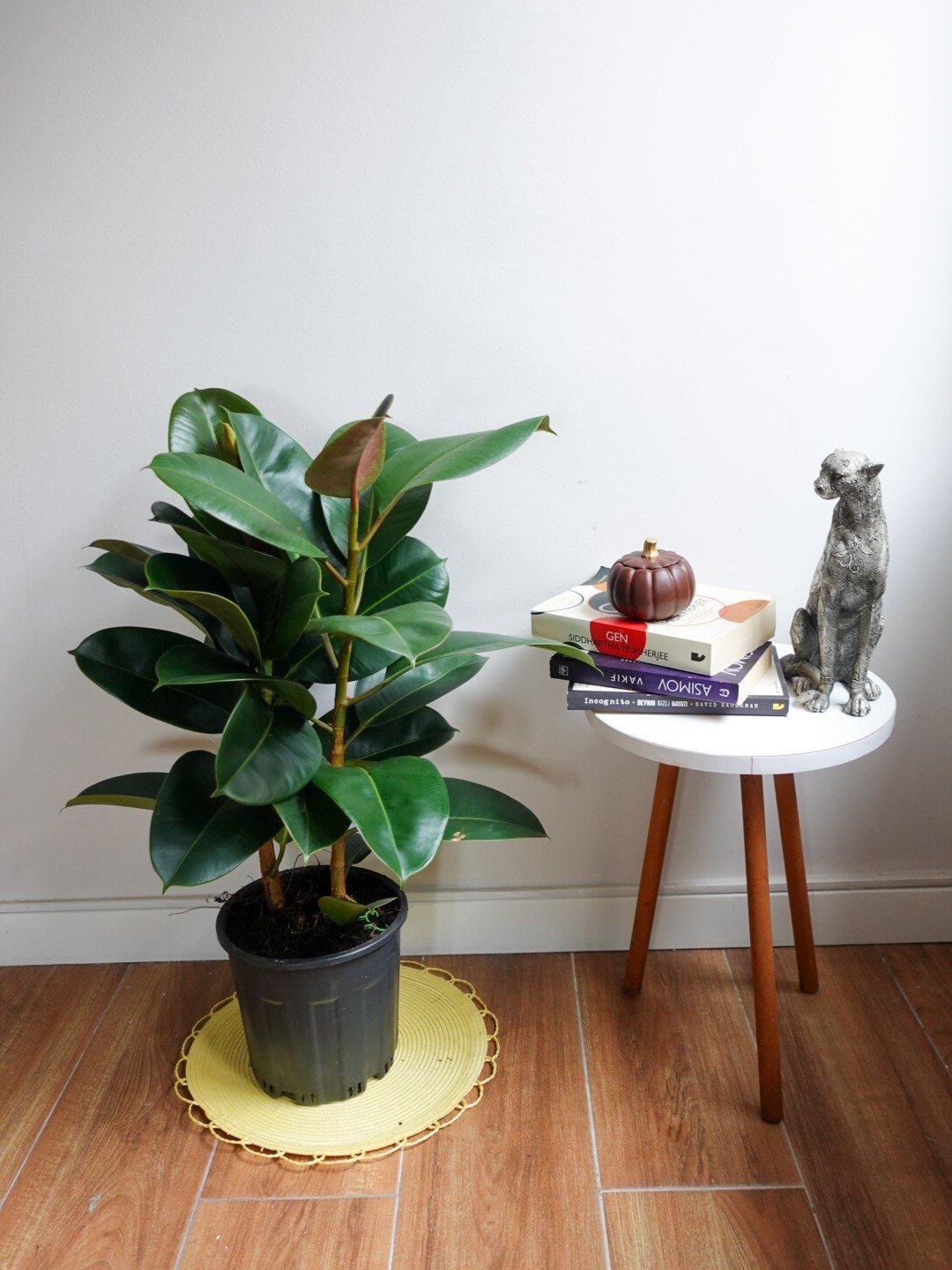 Kauçuk Bitkisi 2 Gövdeli 100 - 120 Cm (Ficus Elastica Robusta)