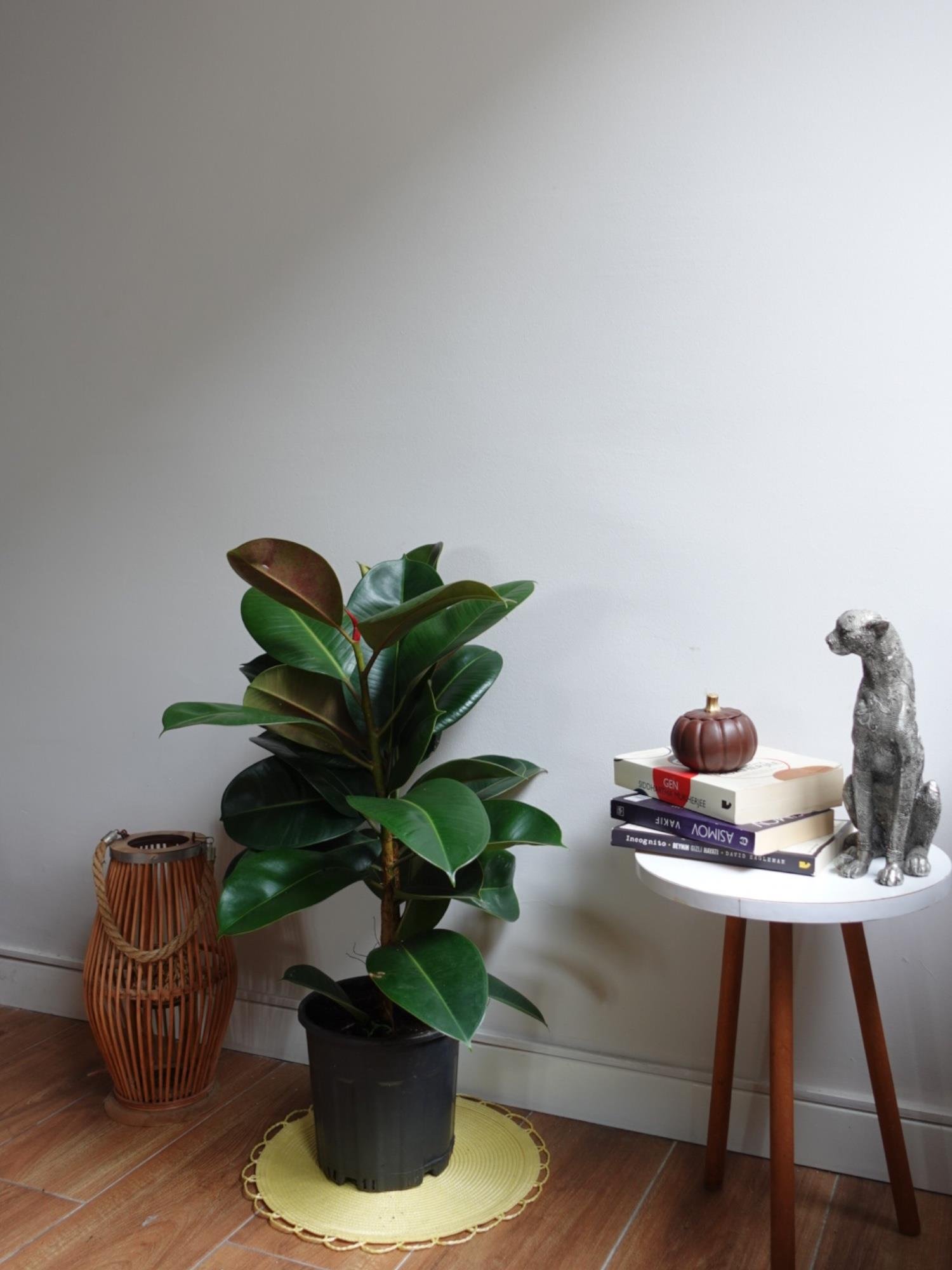 Kauçuk Bitkisi 2 Gövdeli 120 Cm (Ficus Elastica Robusta)