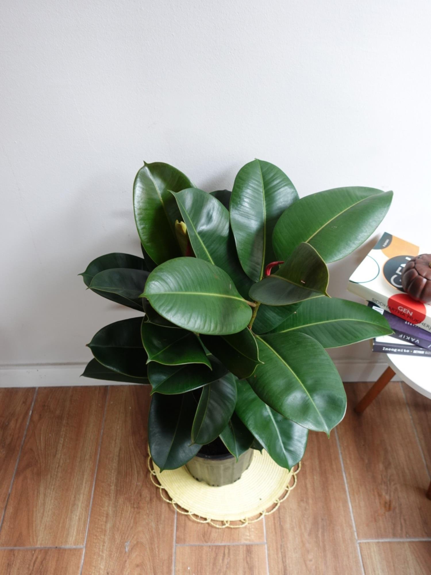 Kauçuk Bitkisi 2 Gövdeli 120 Cm (Ficus Elastica Robusta)