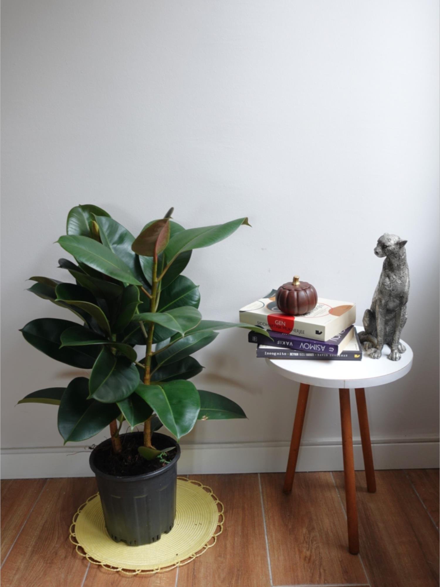 Kauçuk Bitkisi 2 Gövdeli 120 Cm (Ficus Elastica Robusta)