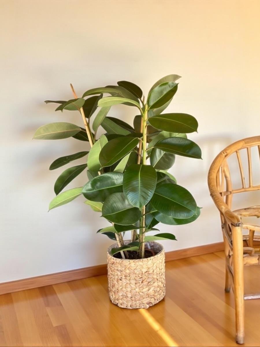 Kauçuk Bitkisi 3 Gövdeli 120 - 130 Cm (Ficus Elastica Robusta)