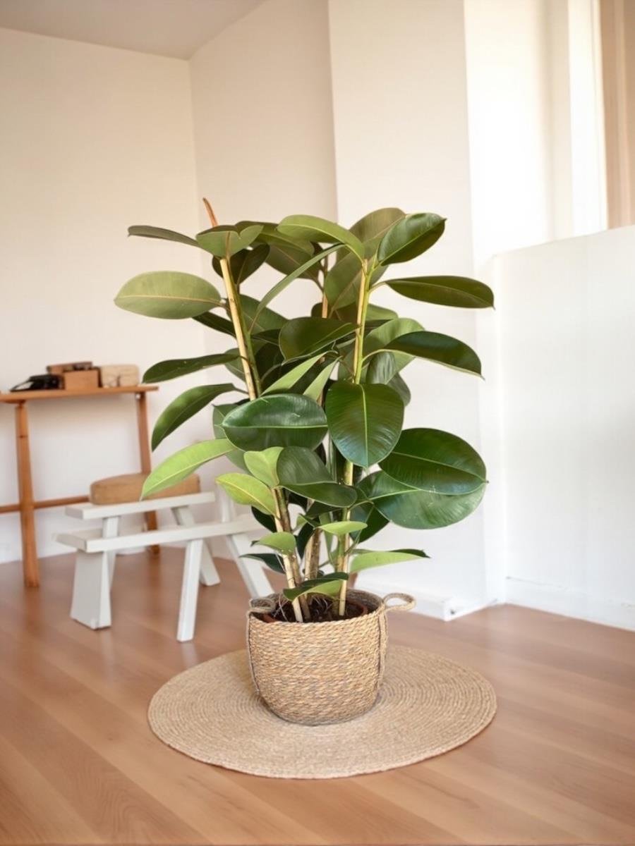 Kauçuk Bitkisi 3 Gövdeli 120 - 130 Cm (Ficus Elastica Robusta)