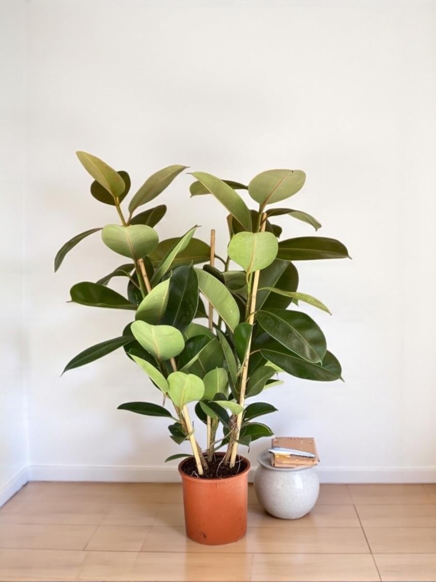 Kauçuk Bitkisi 3 Gövdeli 120 - 130 Cm (Ficus Elastica Robusta)