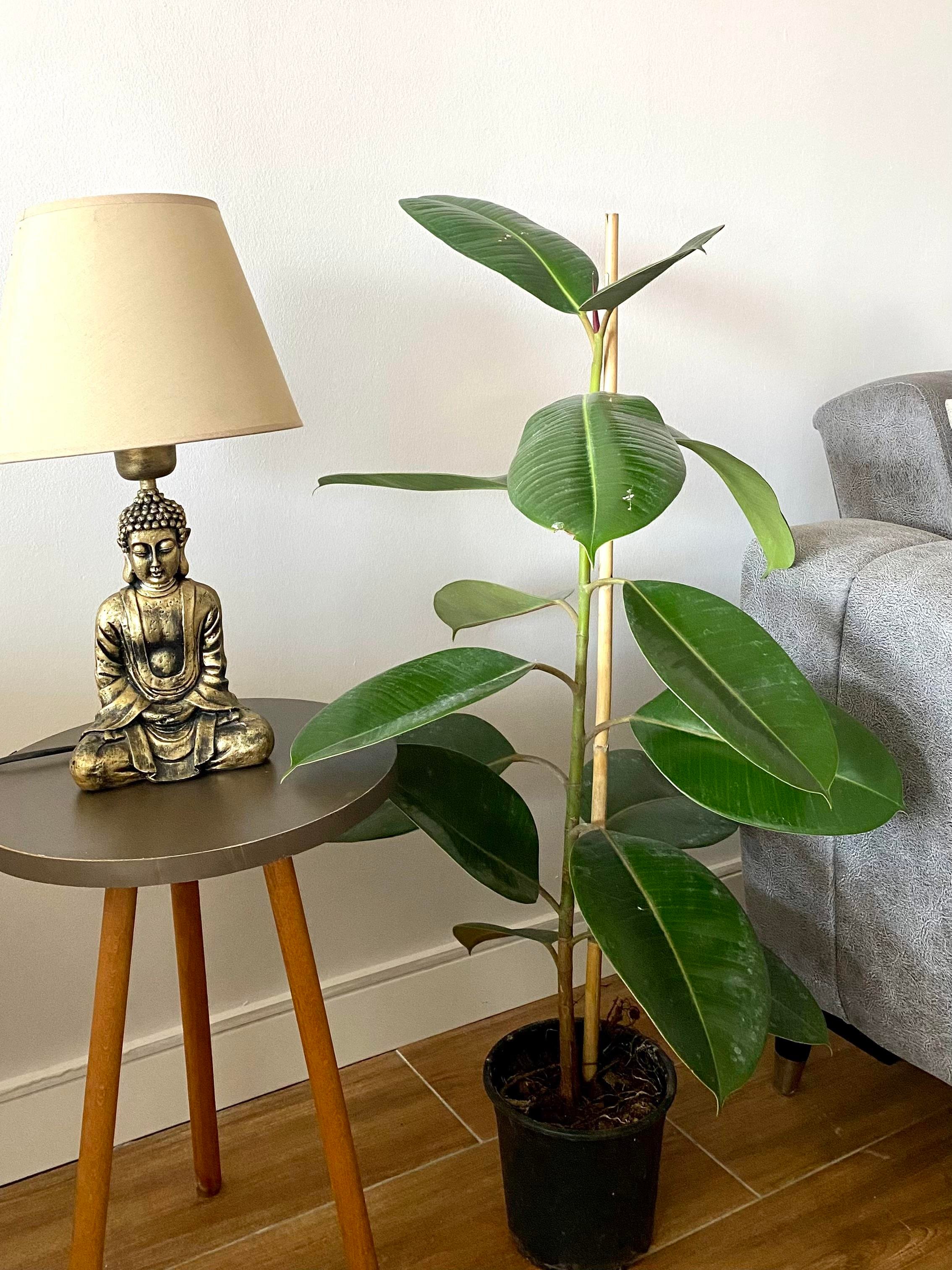 Kauçuk Bitkisi Yeşil 100 - 120 Cm (Ficus Elastica Robusta)