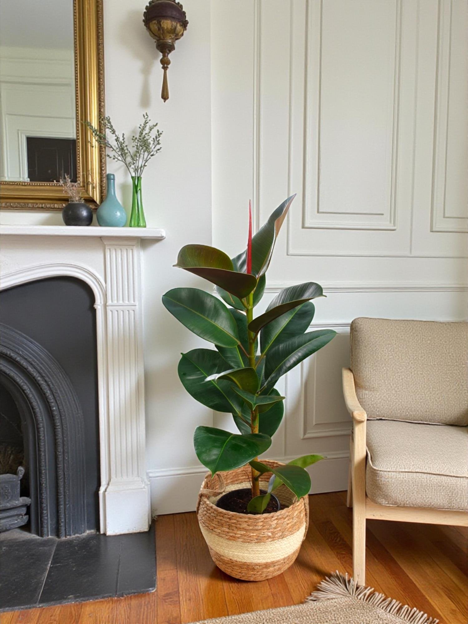 Kauçuk Bitkisi Yeşil 100 - 120 Cm (Ficus Elastica Robusta)