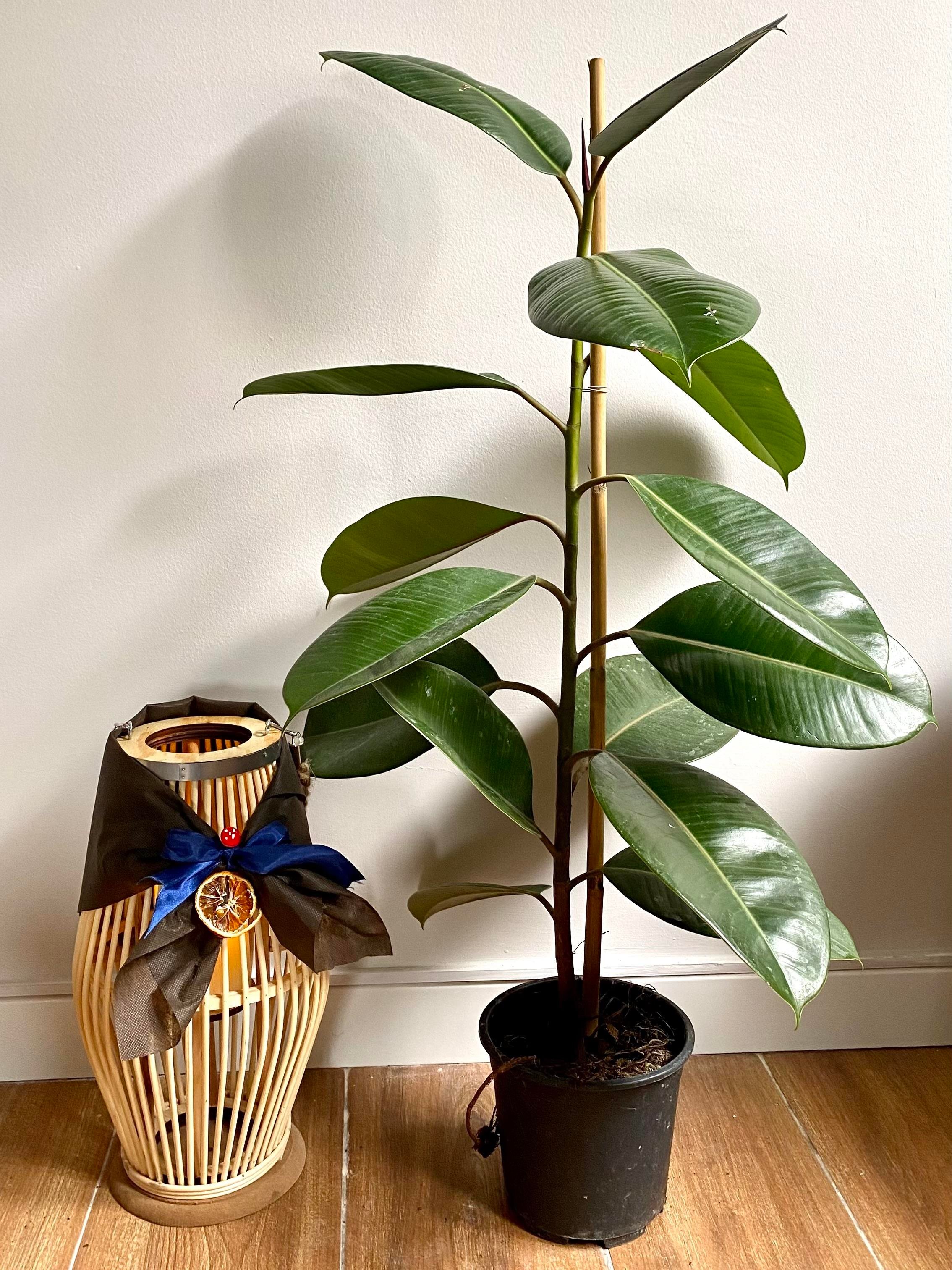 Kauçuk Bitkisi Yeşil 100 - 120 Cm (Ficus Elastica Robusta)