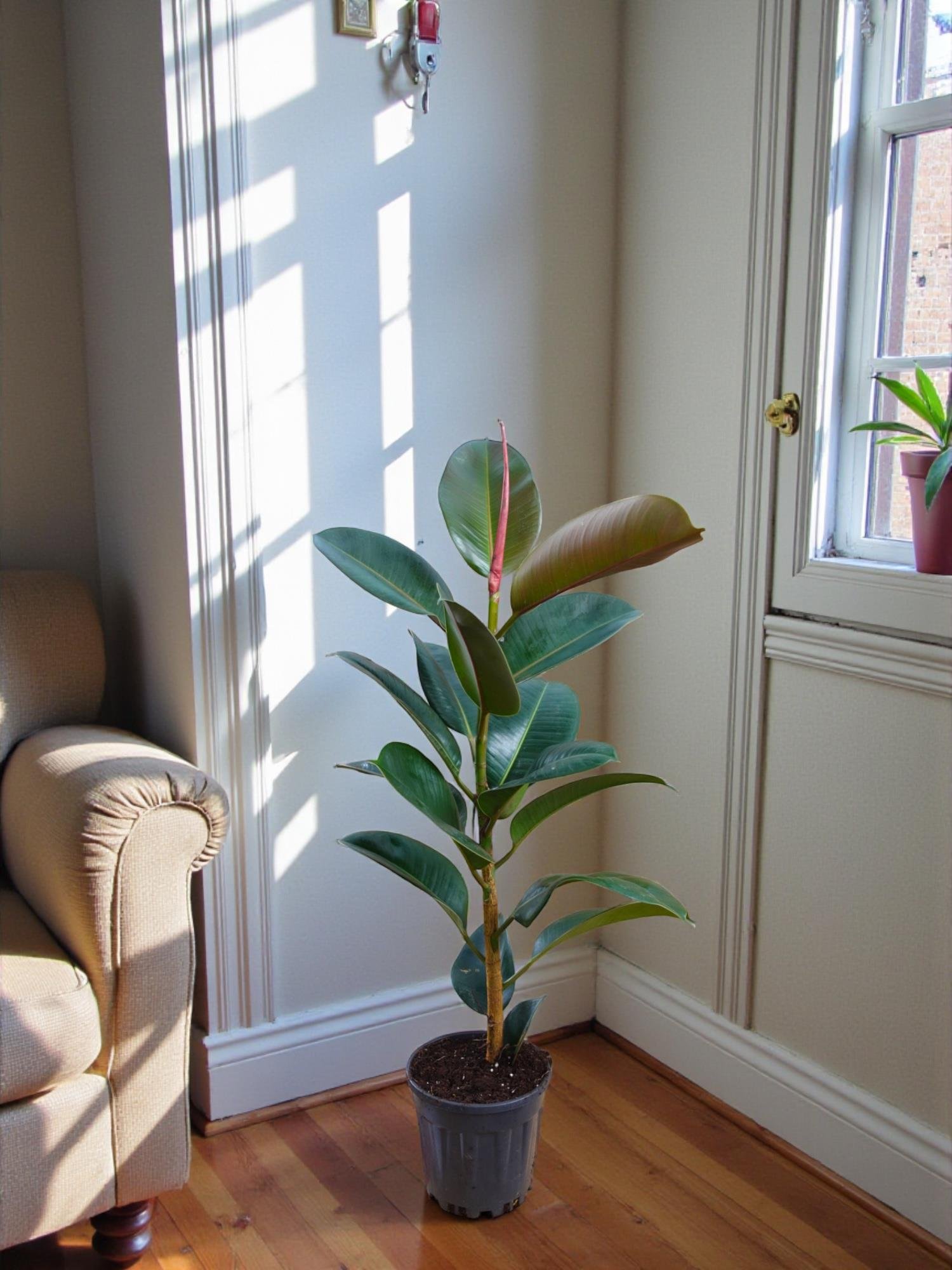 Kauçuk Bitkisi Yeşil 100 - 120 Cm (Ficus Elastica Robusta)