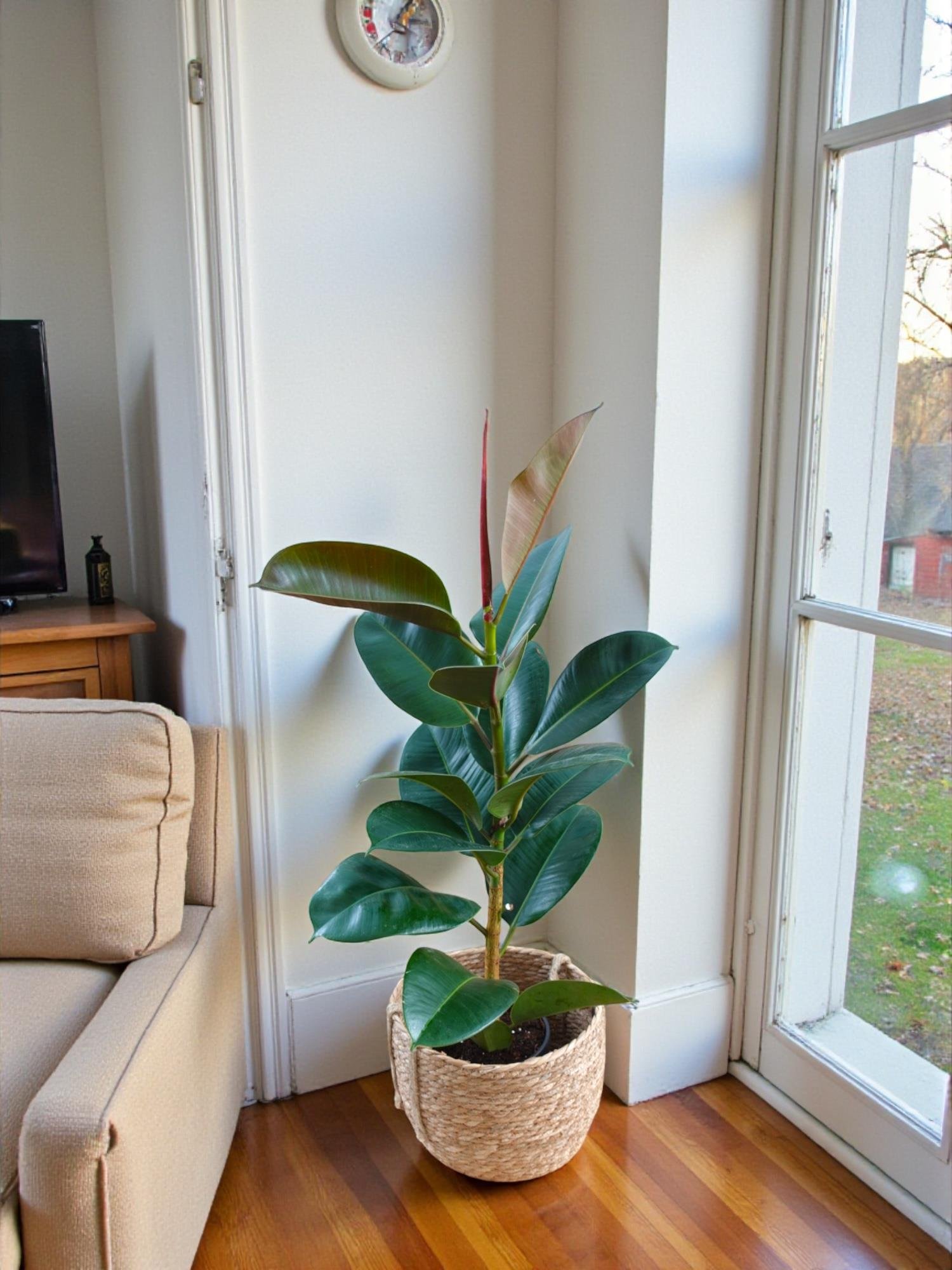 Kauçuk Bitkisi Yeşil 100 - 120 Cm (Ficus Elastica Robusta)