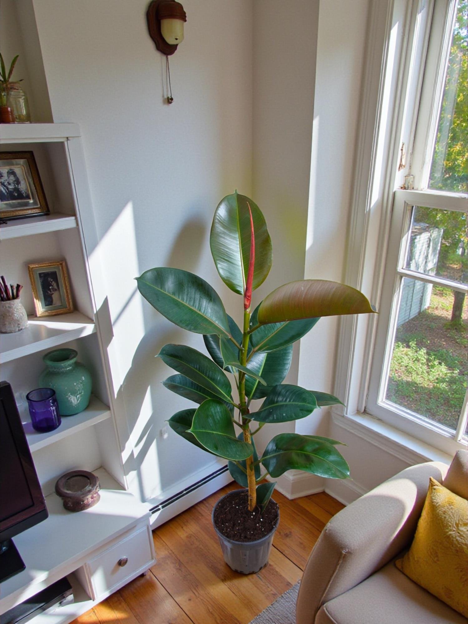 Kauçuk Bitkisi Yeşil 100 - 120 Cm (Ficus Elastica Robusta)