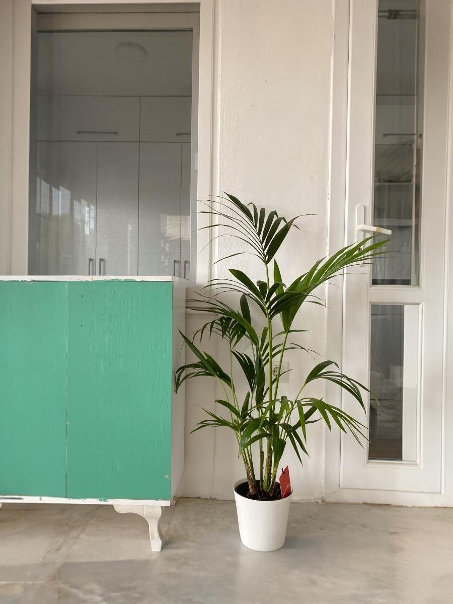 Kentia Palmiyesi 100-120 cm (Kentya-Howea Palmiyesi)