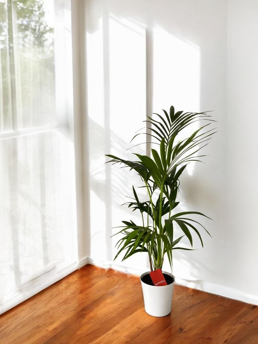 Kentia Palmiyesi 100-120 cm (Kentya-Howea Palmiyesi)