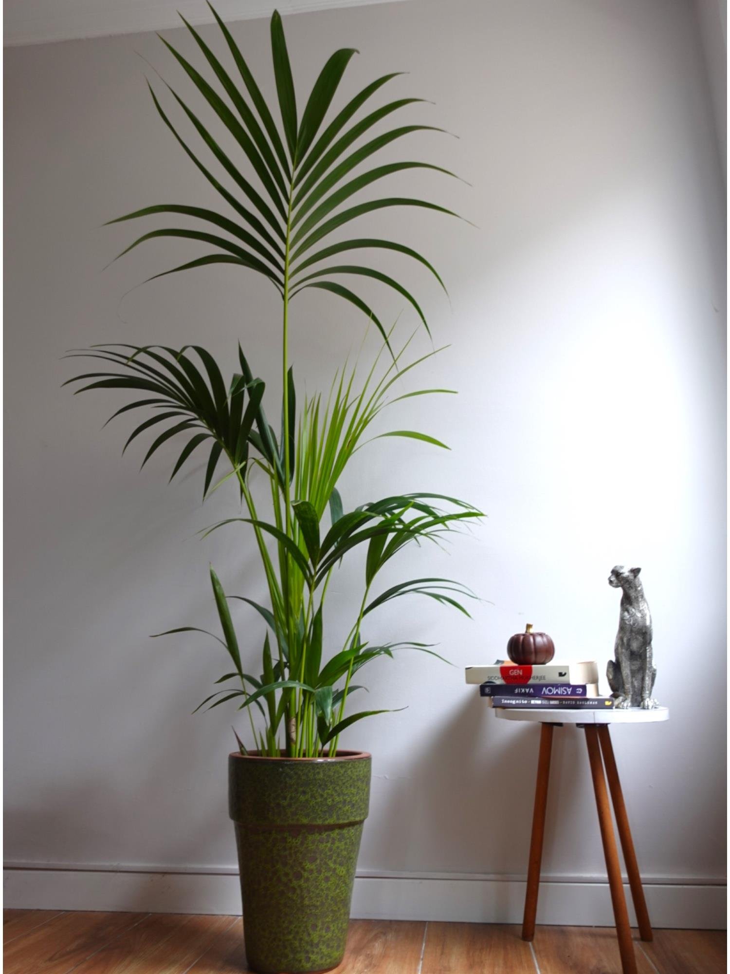 Kentia Palmiyesi 170-180 cm (Kentya-Howea Palmiyesi)