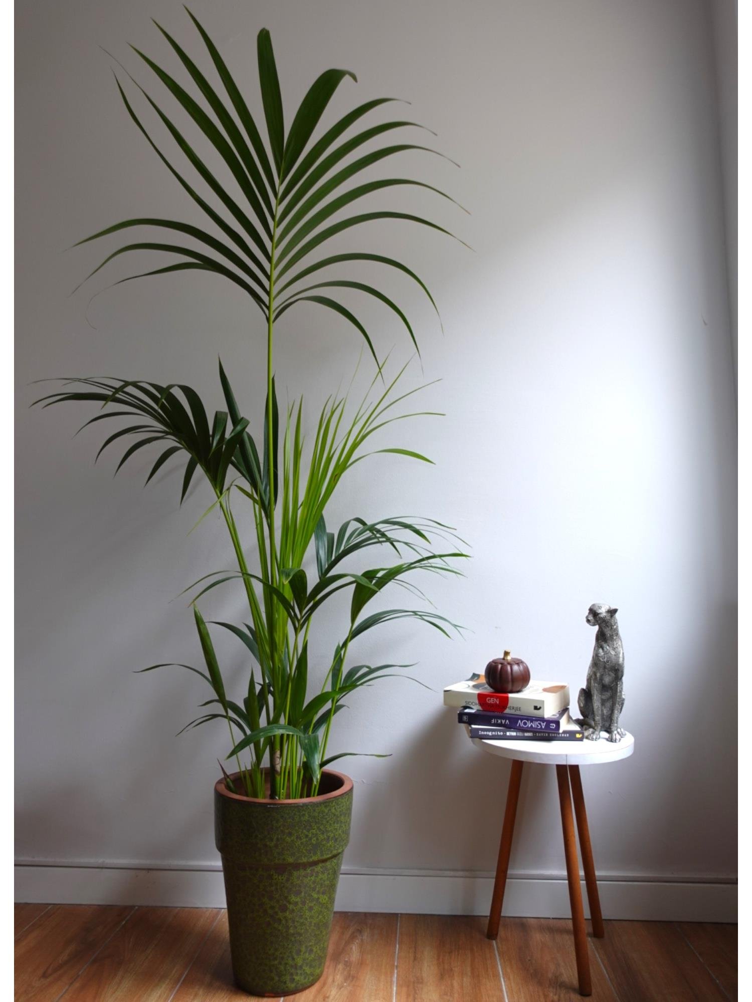 Kentia Palmiyesi 170-180 cm (Kentya-Howea Palmiyesi)