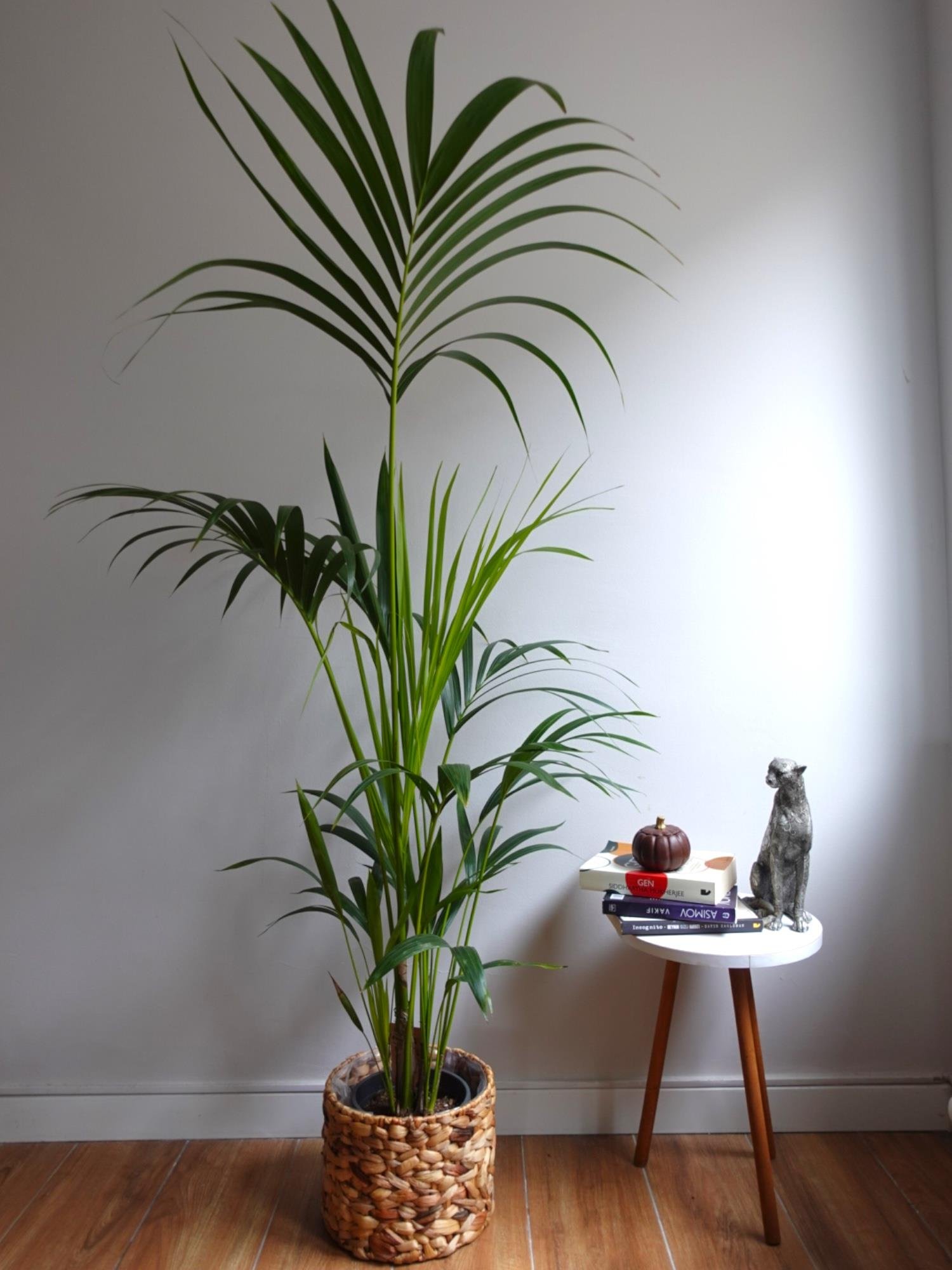 Kentia Palmiyesi 170-180 cm (Kentya-Howea Palmiyesi)