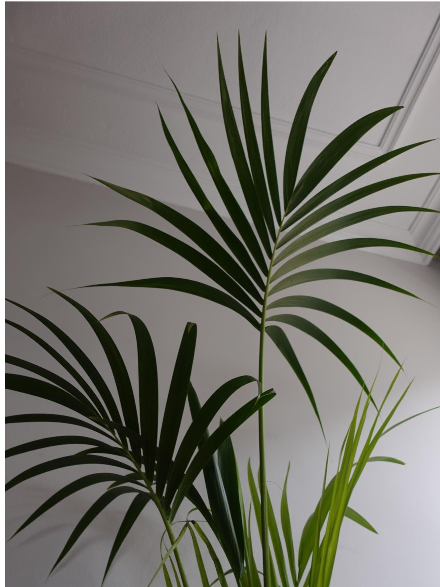 Kentia Palmiyesi 180-200 cm (Kentya-Howea Palmiyesi)