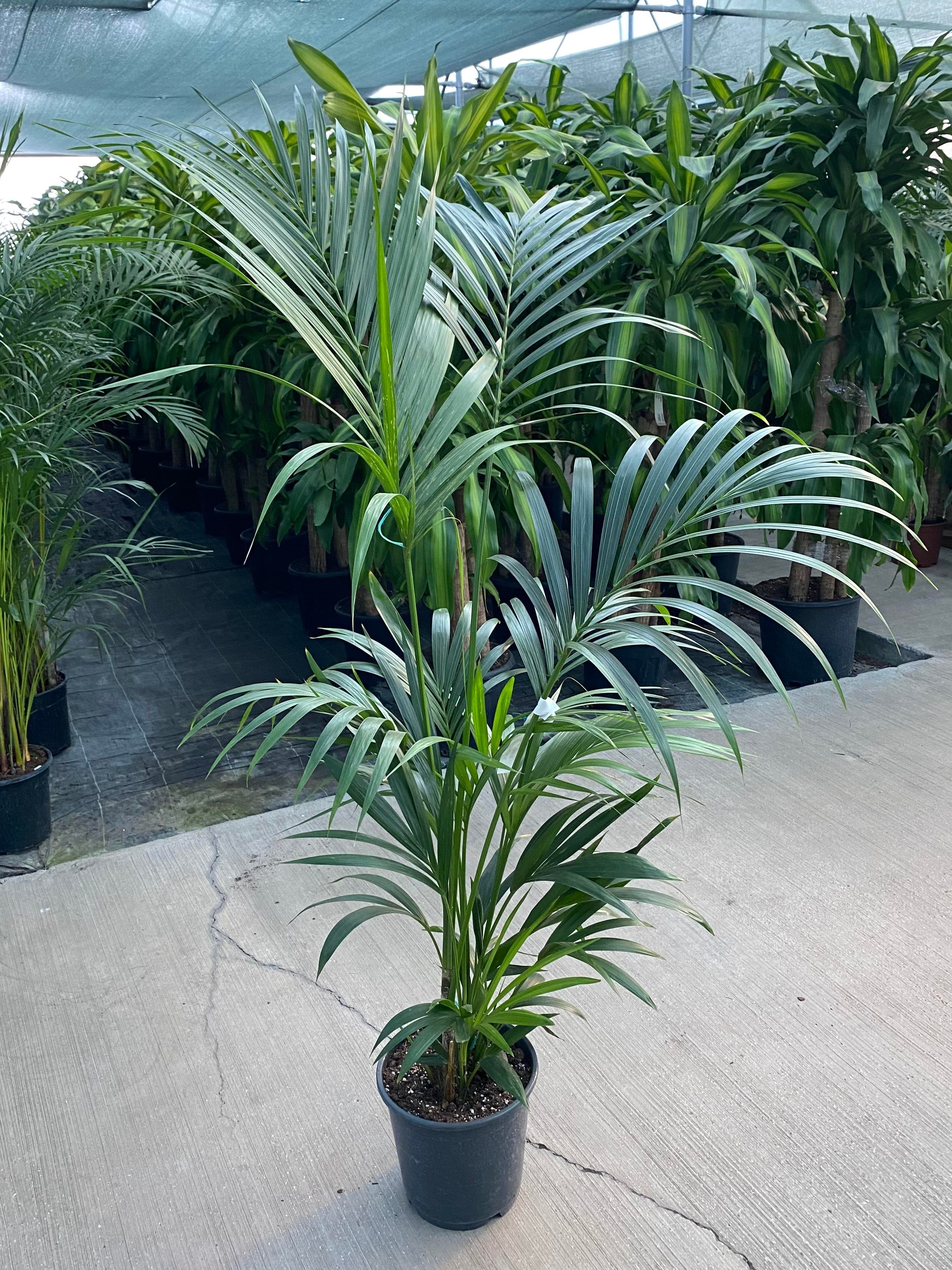 Kentia Palmiyesi 180-200 cm (Kentya-Howea Palmiyesi)