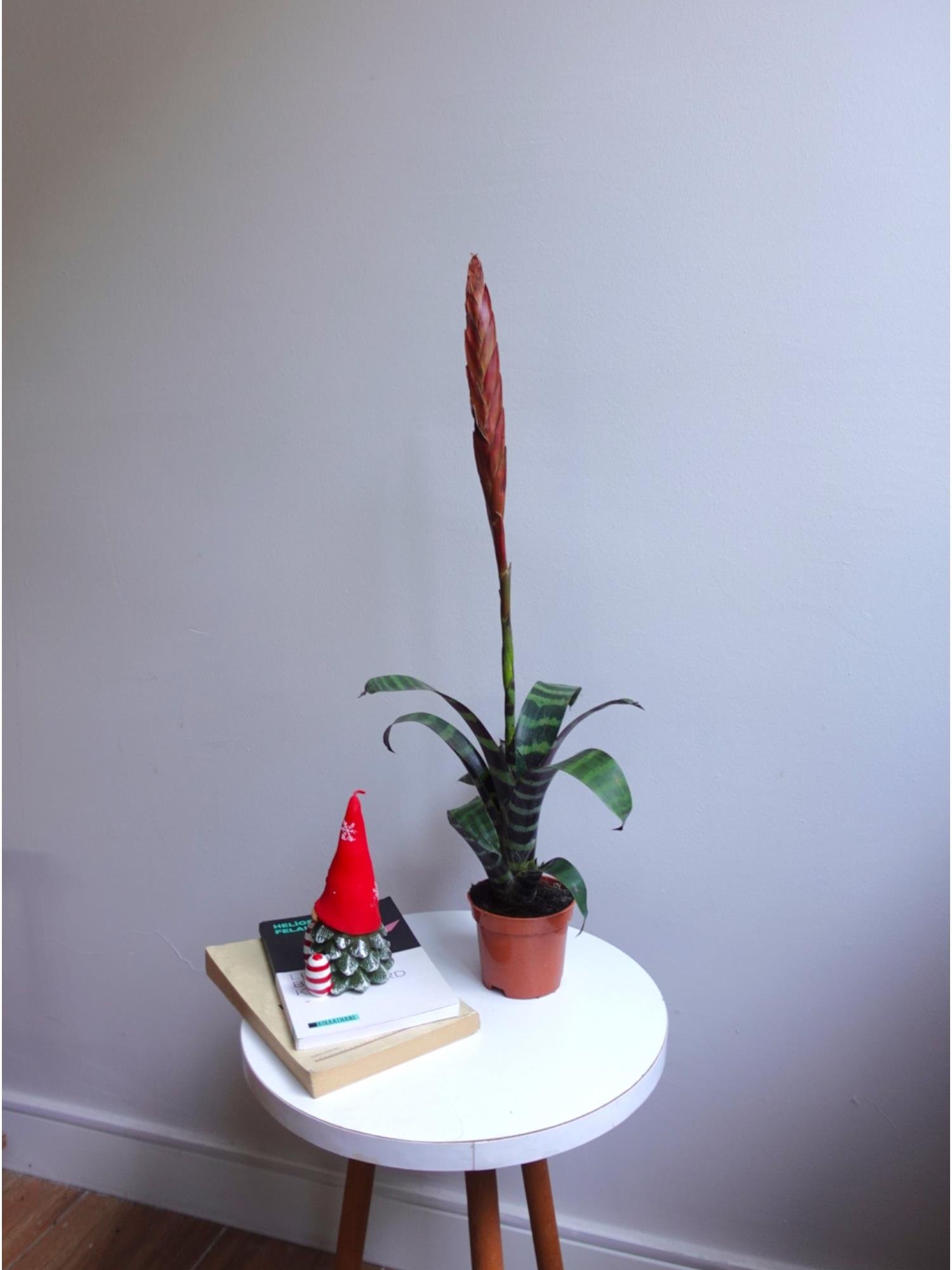 Kırmızı Alev Kılıcı Özel Tür Vriesea Splendens