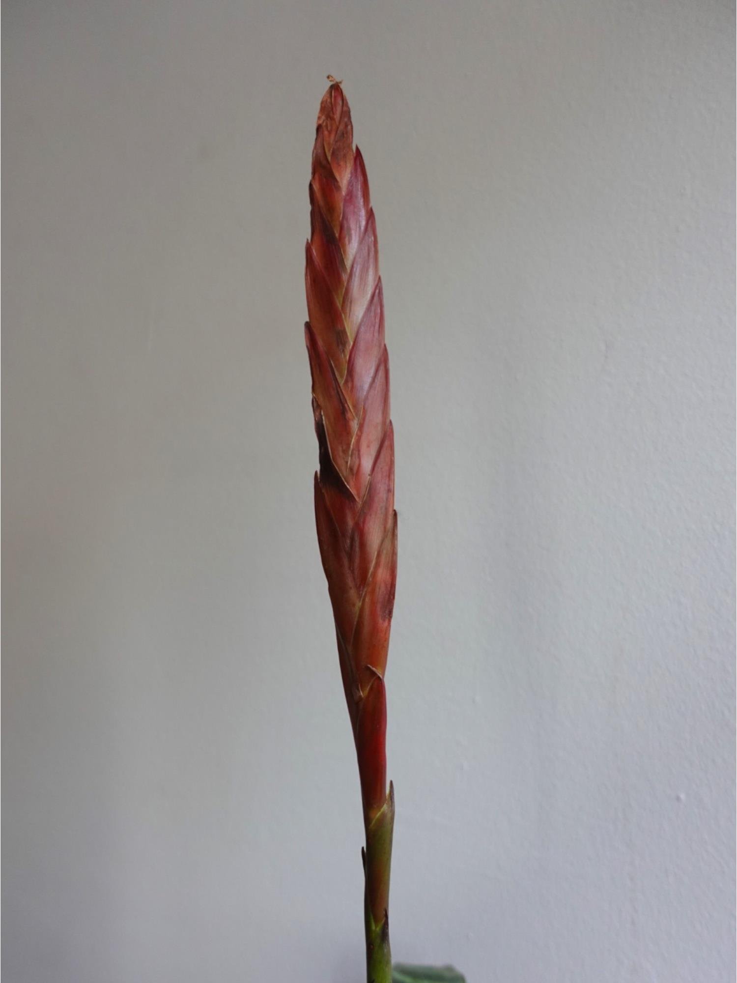 Kırmızı Alev Kılıcı Özel Tür Vriesea Splendens