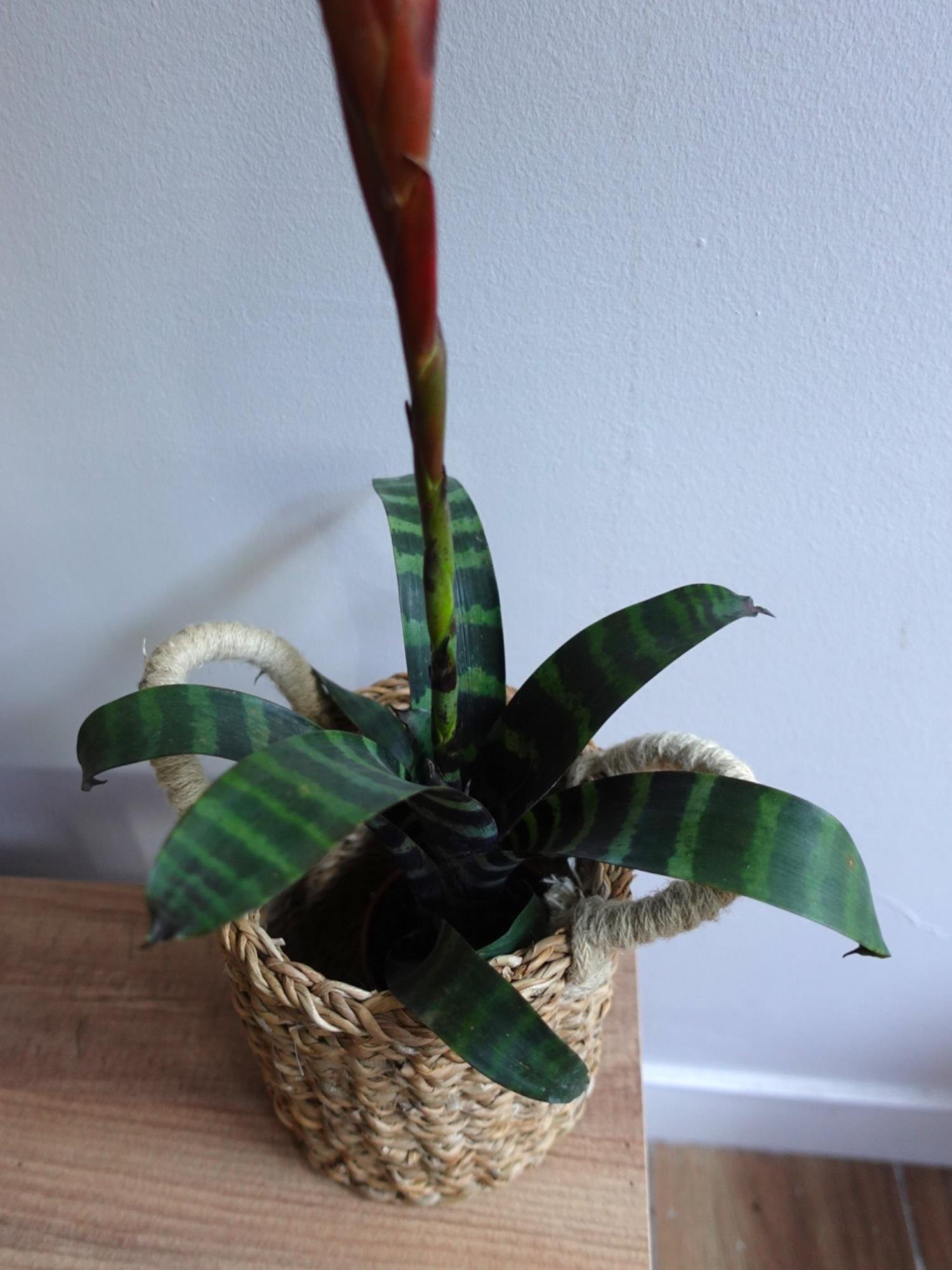 Kırmızı Alev Kılıcı Özel Tür Vriesea Splendens