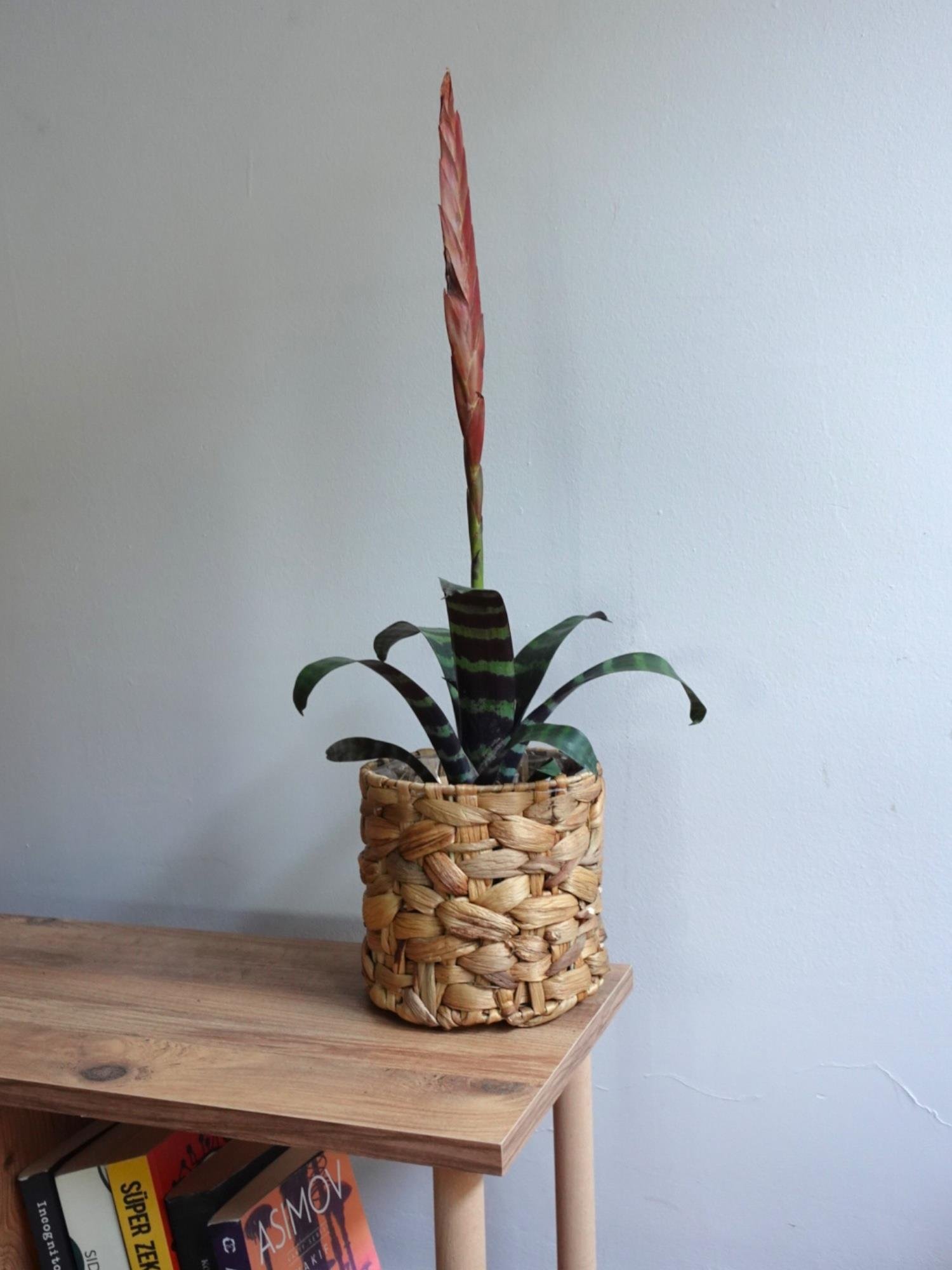 Kırmızı Alev Kılıcı Özel Tür Vriesea Splendens