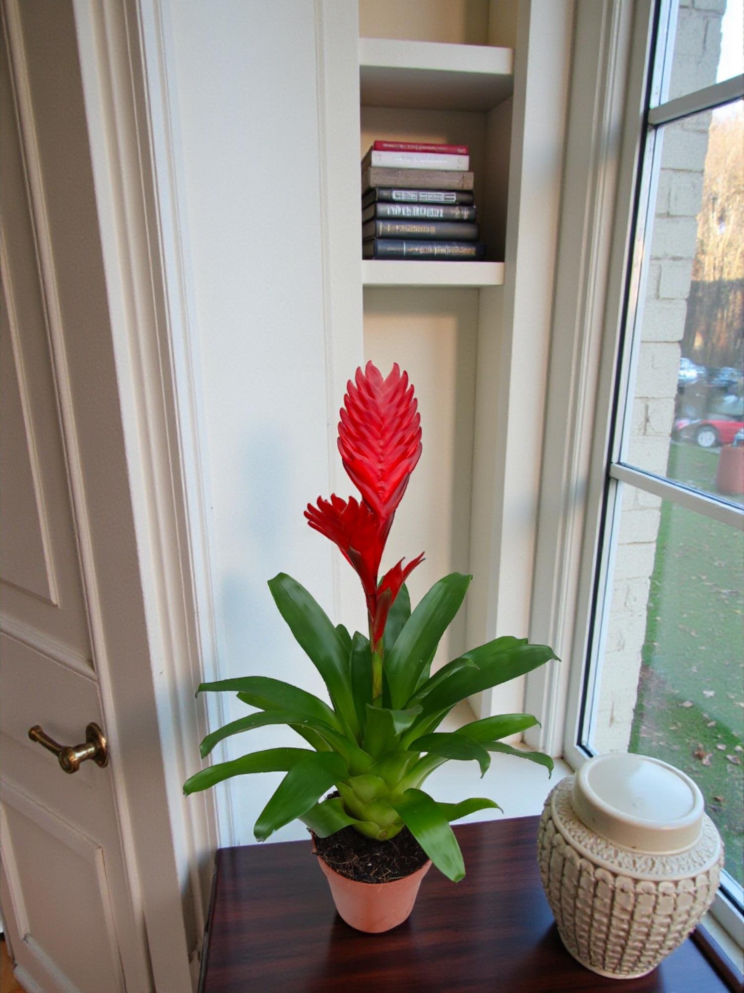 Kırmızı Alev Kılıcı – Vriesea Asteria (Vrezya) - Aylarca Solmayan Çiçek