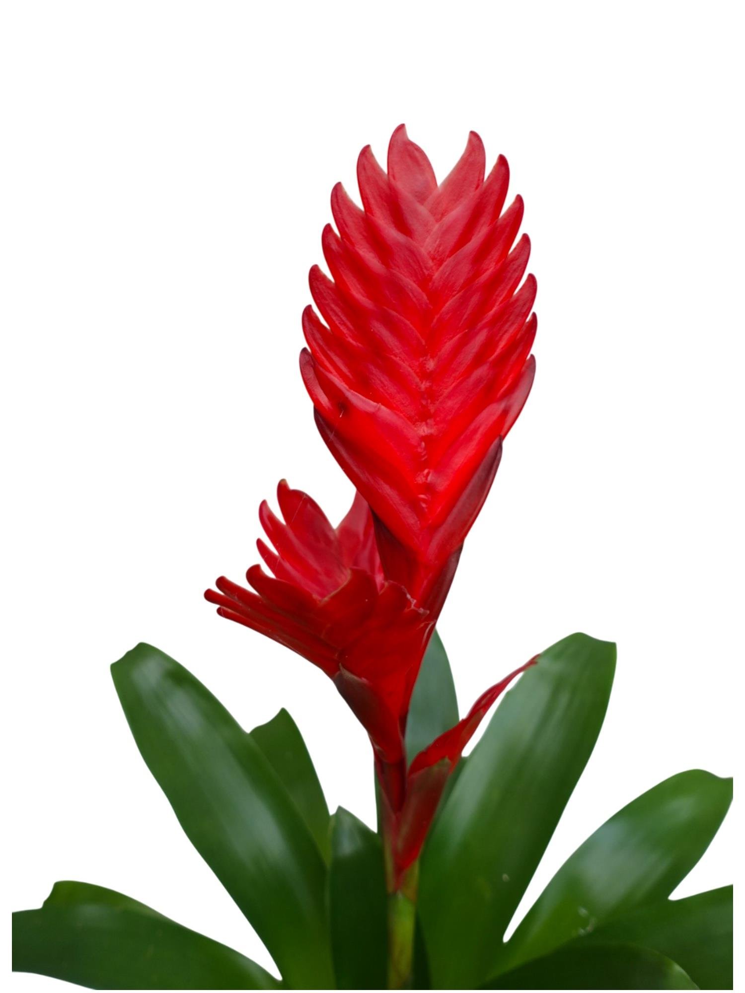 Kırmızı Alev Kılıcı – Vriesea Asteria (Vrezya) - Aylarca Solmayan Çiçek